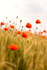 Red poppies bloom in a golden wheat field