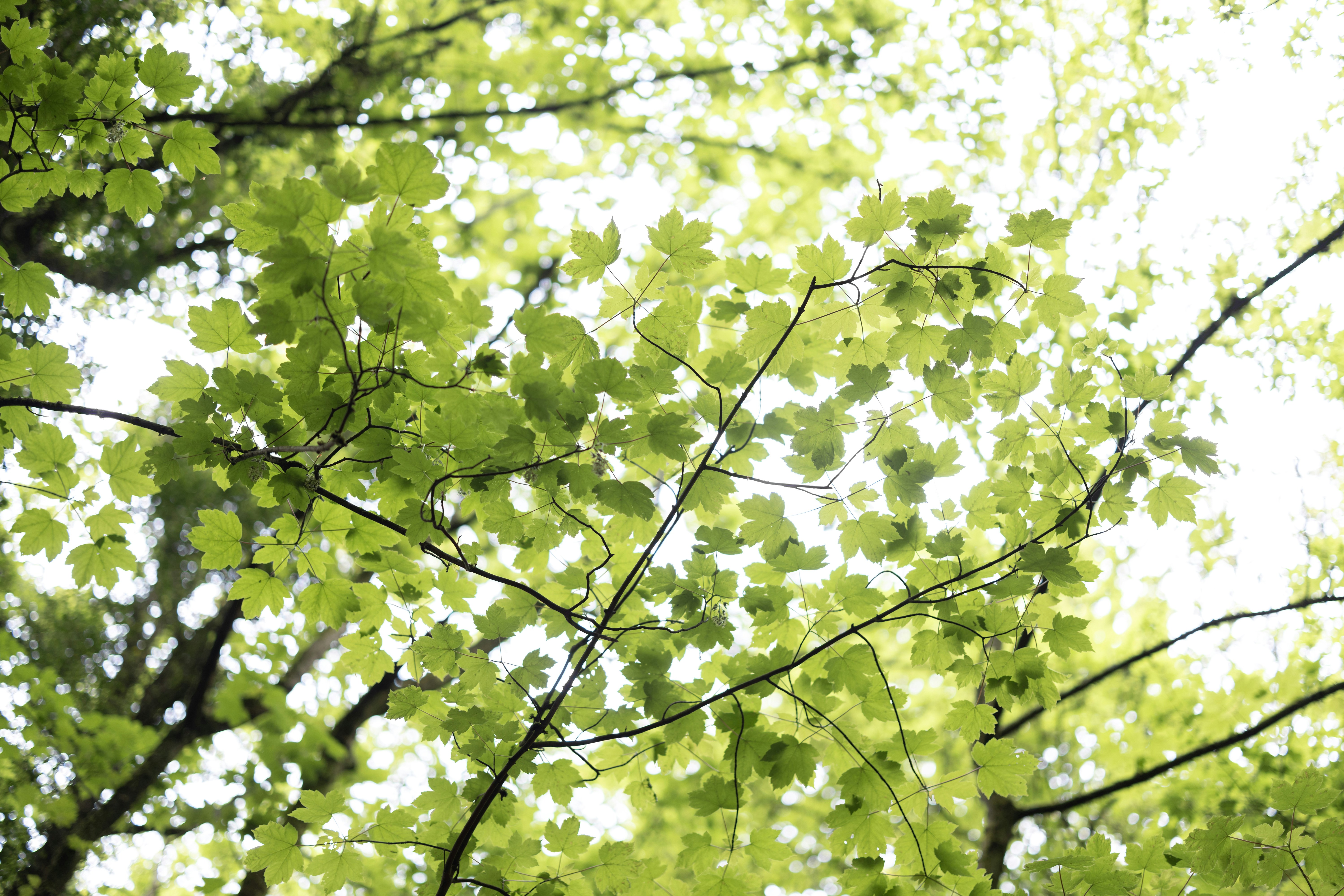 Green leaves on tree branches against bright sky