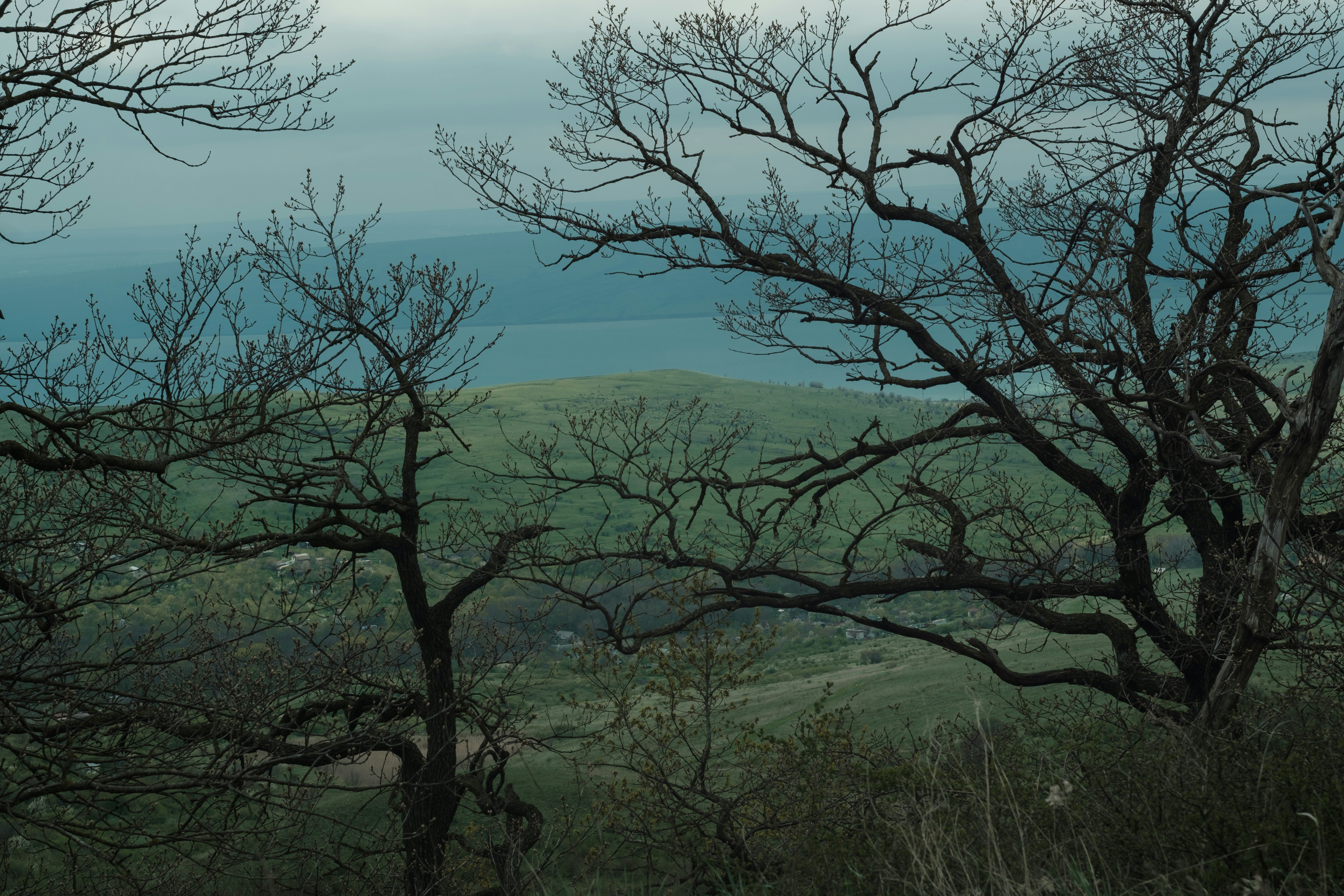 Bare trees frame a misty landscape with distant water