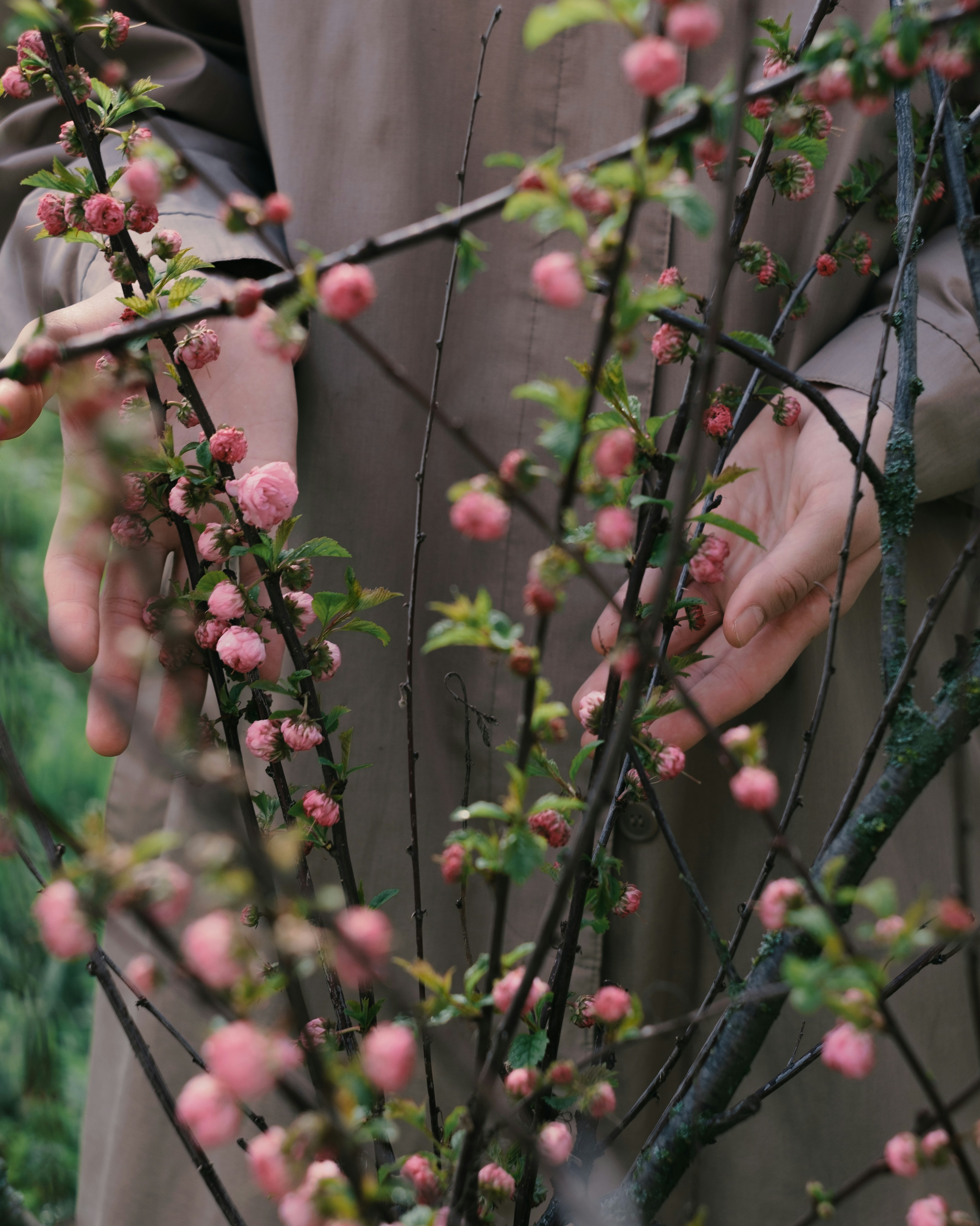 Hands gently touching blooming pink cherry blossoms on a tree