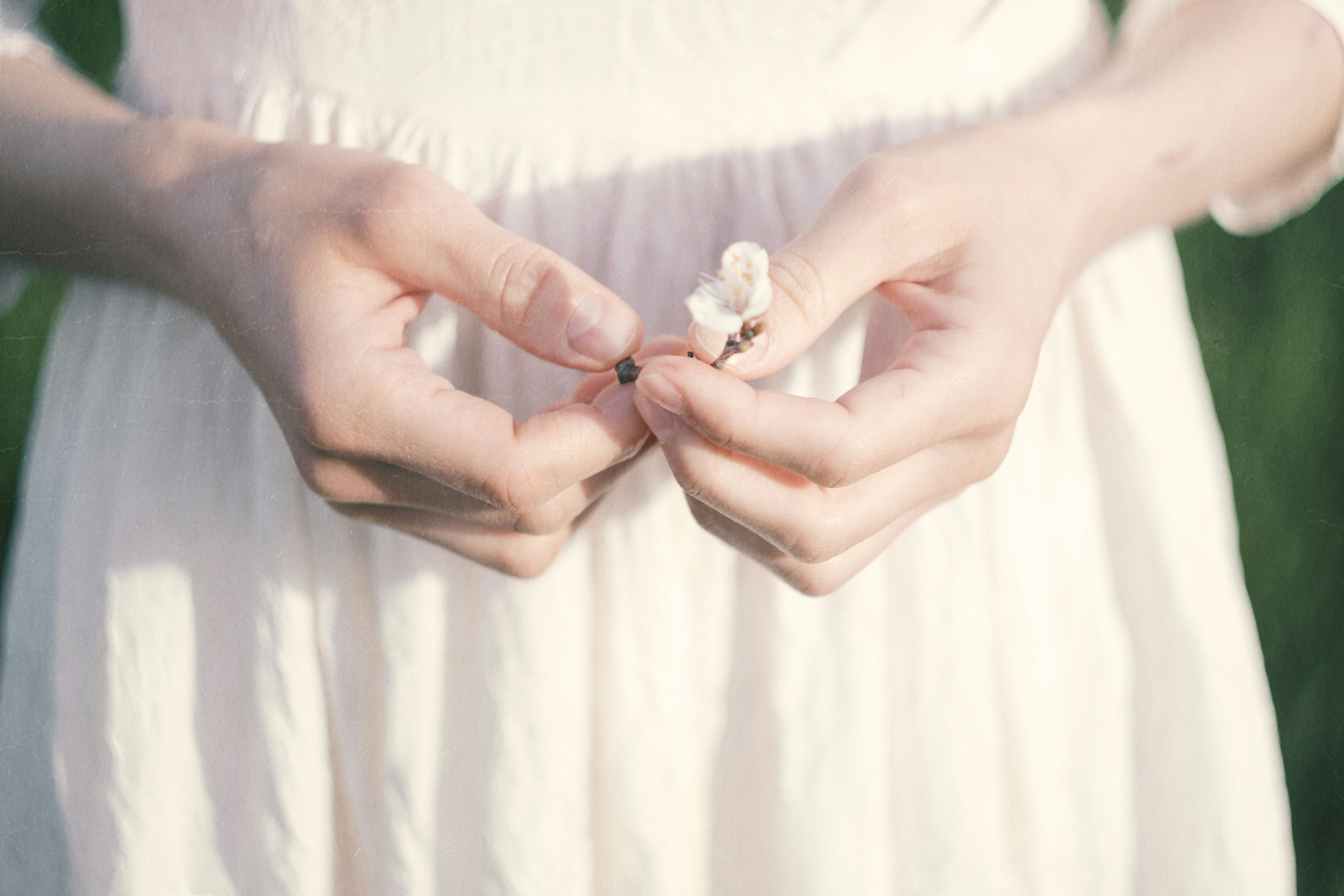 Woman's hands holding a small white flower.