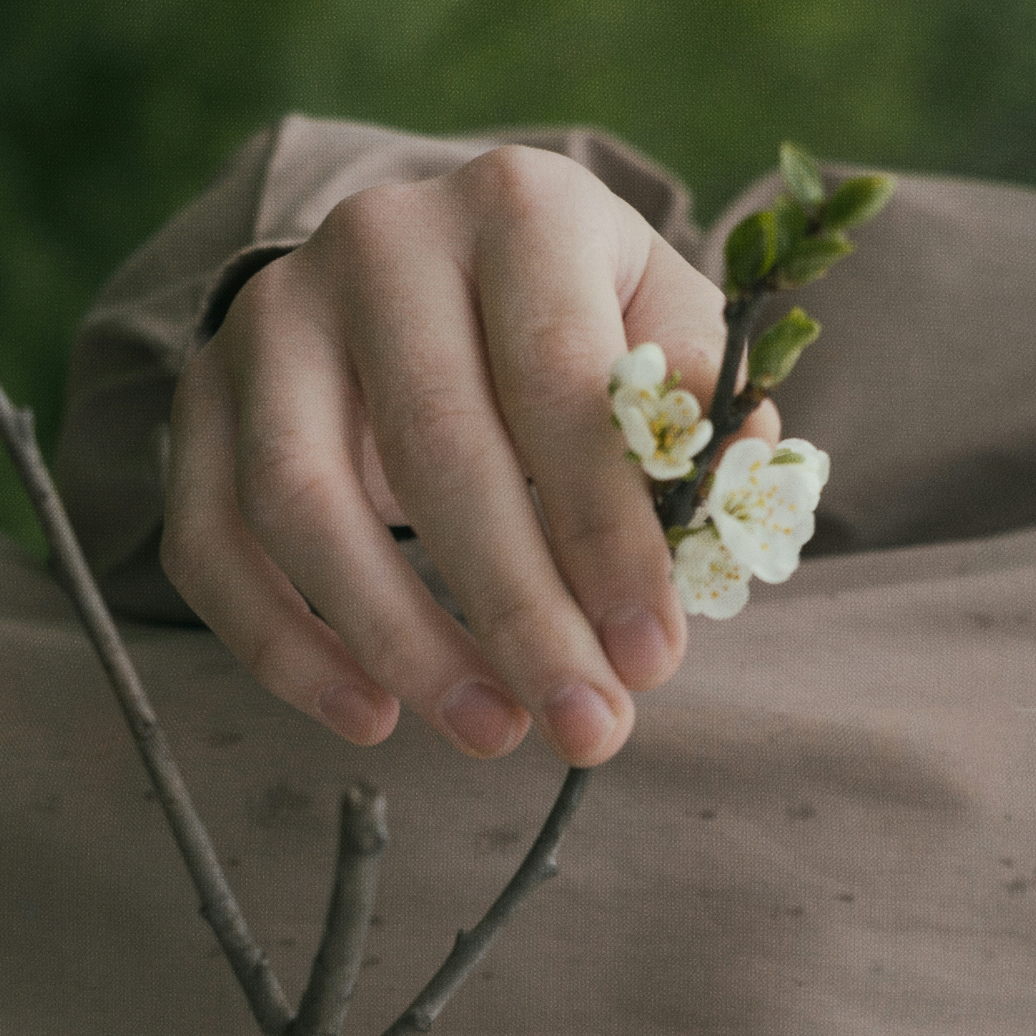 A hand gently holds a delicate flowering branch.