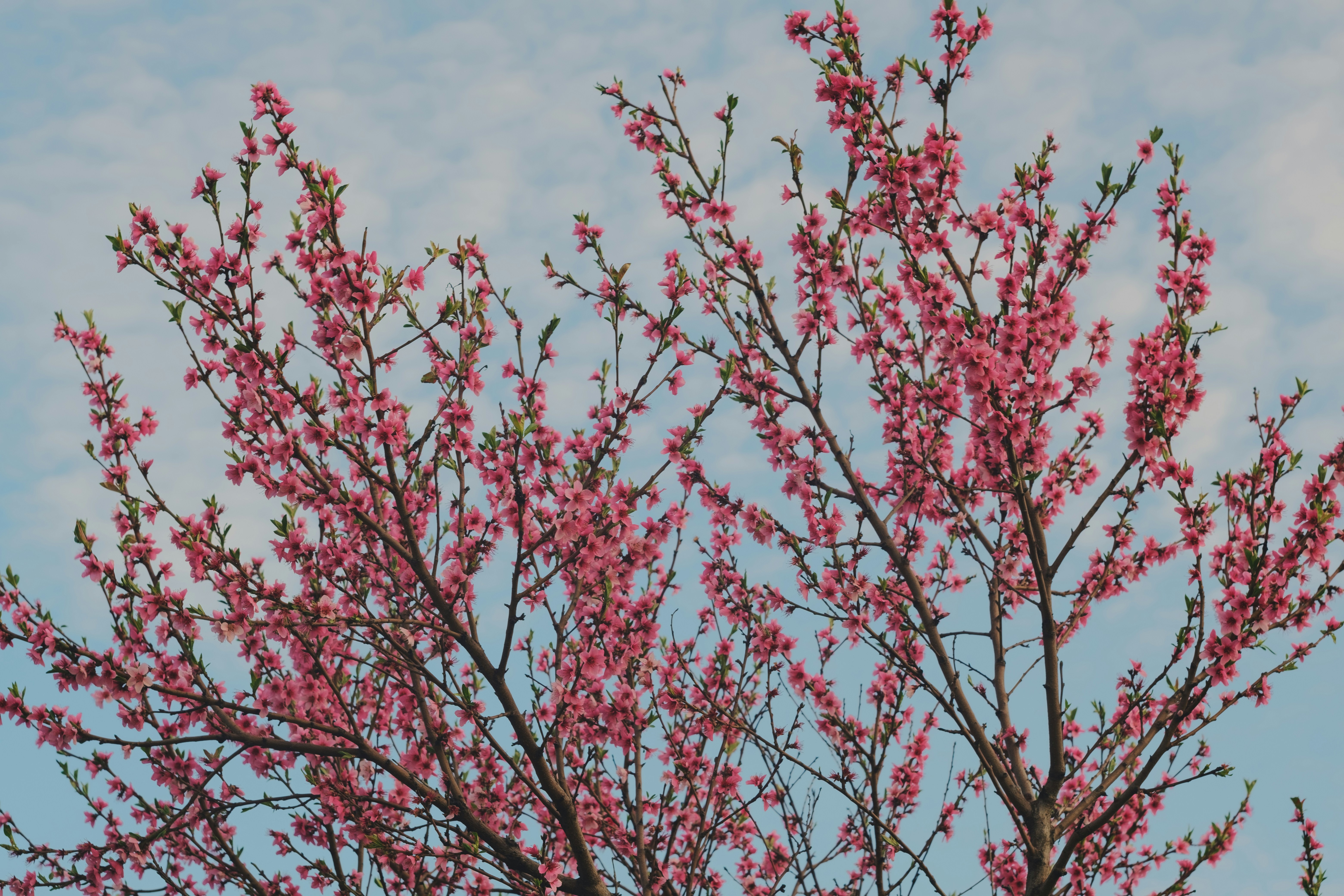 Pink blossoms on branches against a blue sky