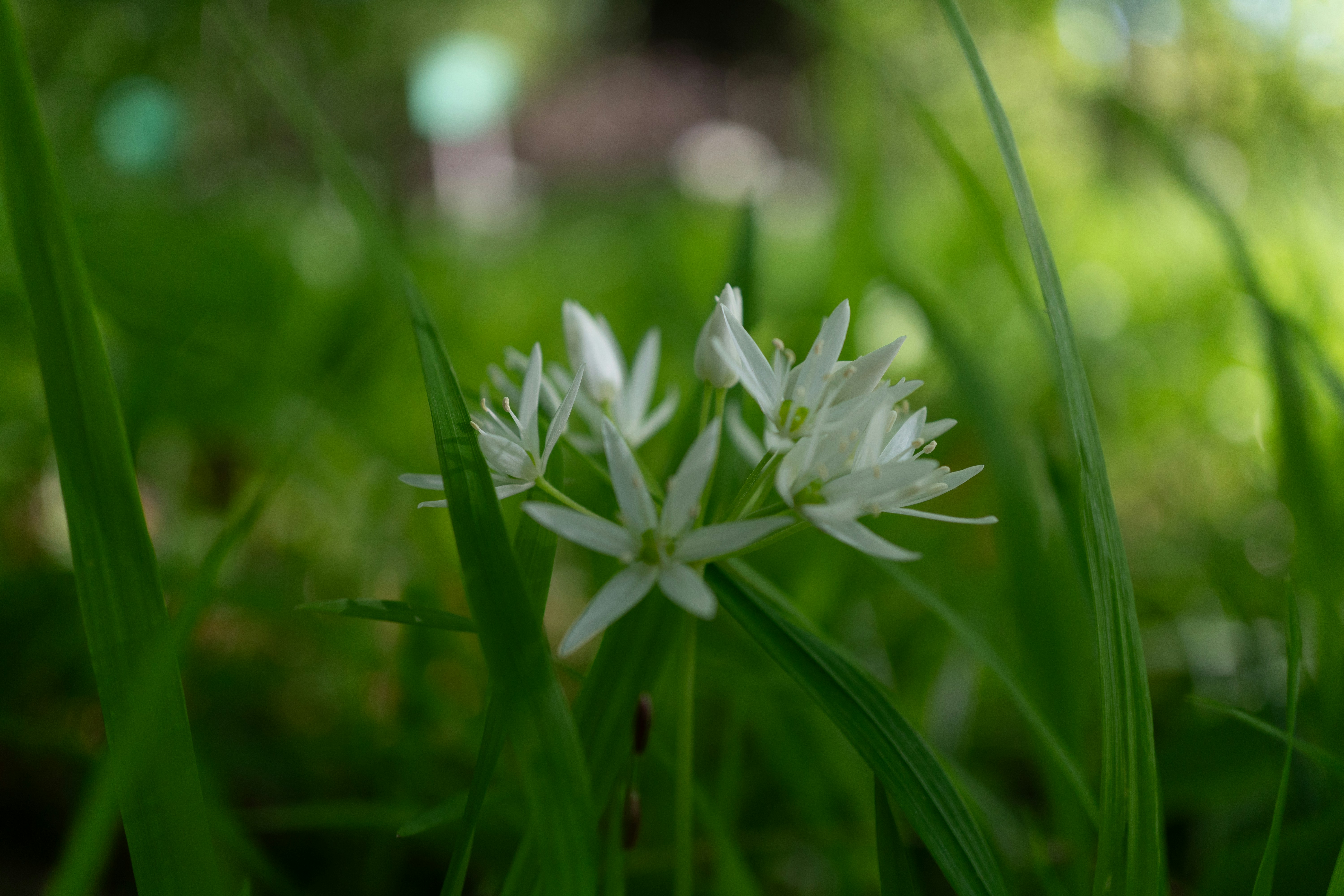 Una delicada flor blanca de ajo silvestre florece en la hierba verde.
