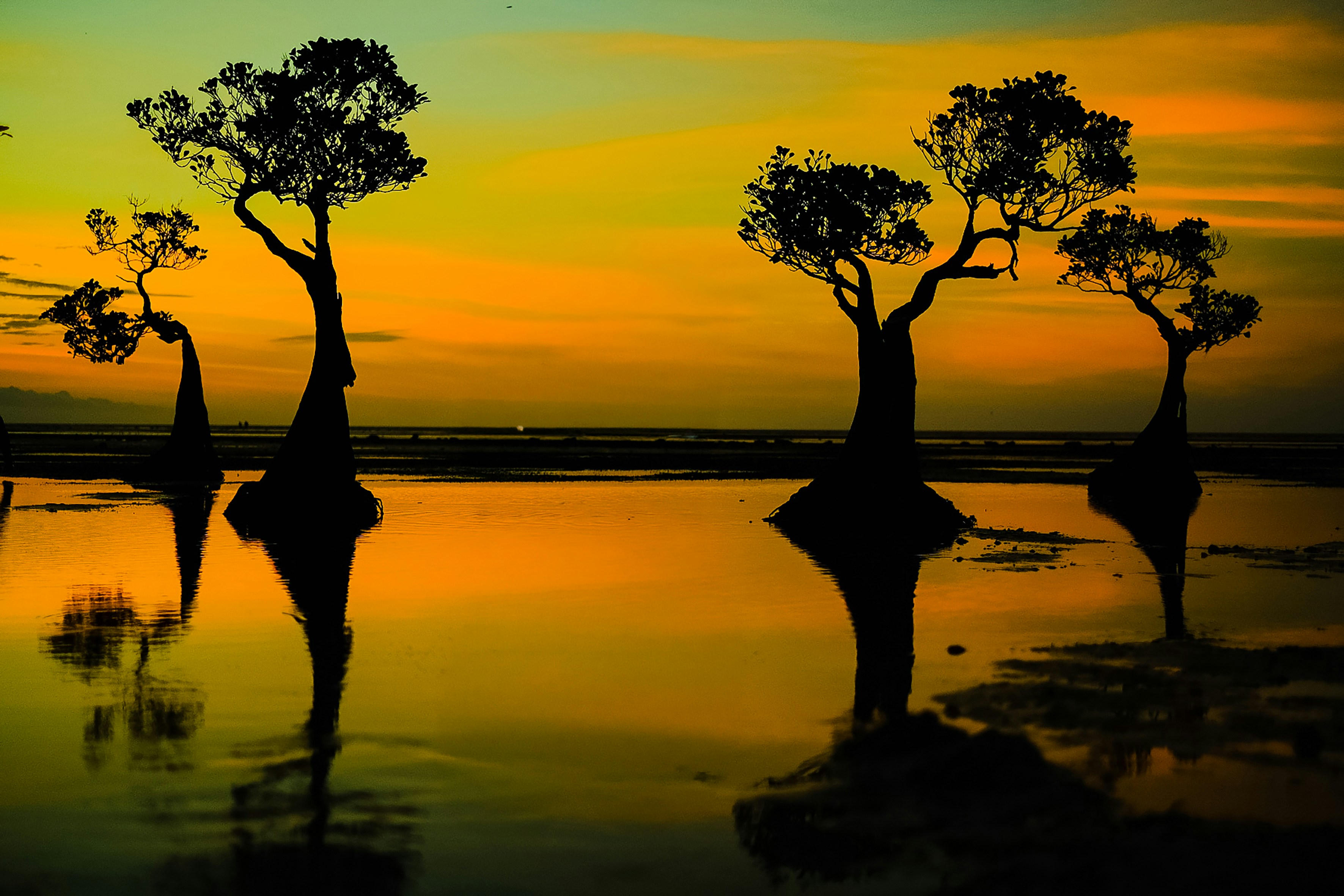 Silhouetted trees stand in calm water at sunset