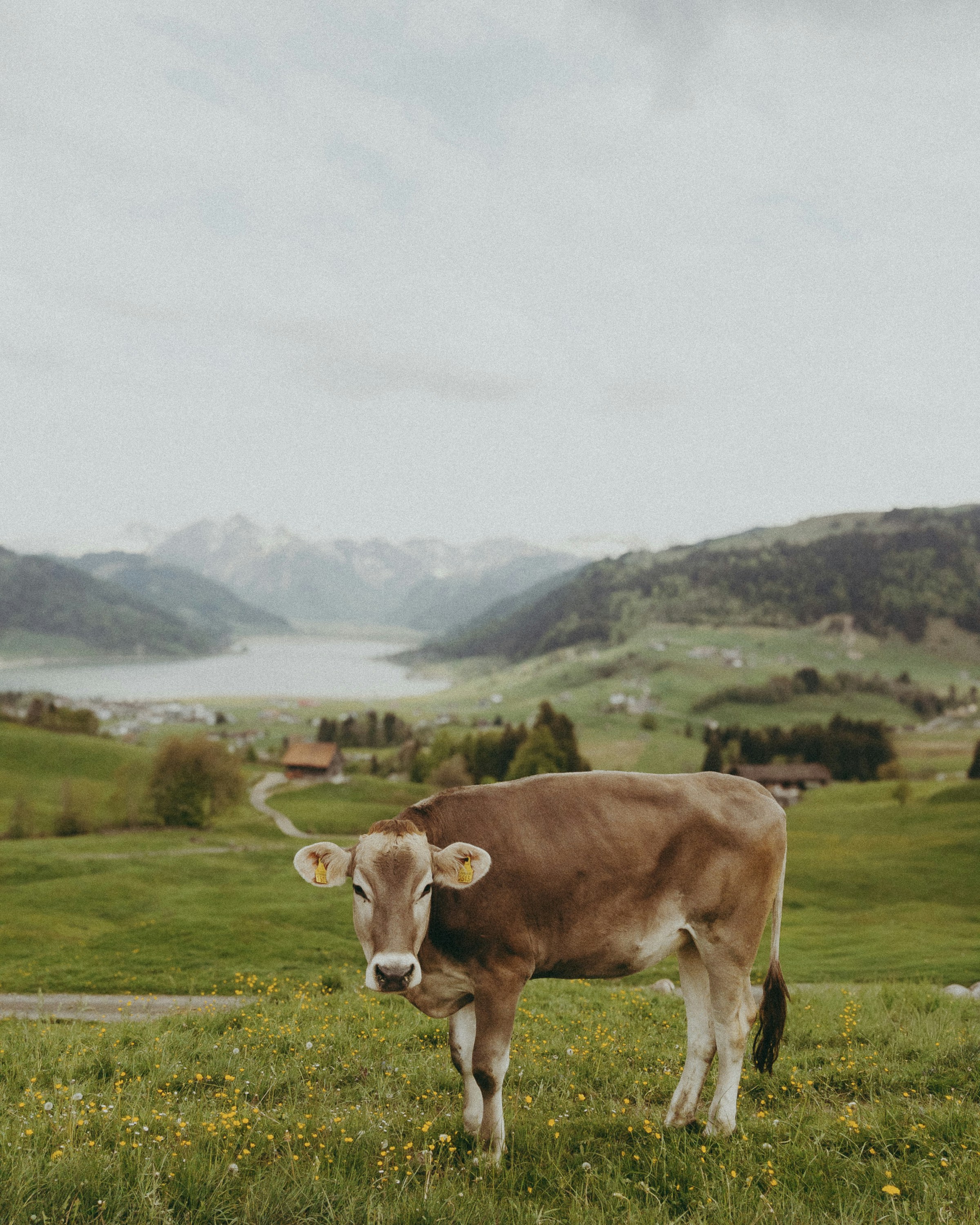 Una vaca marrón está de pie en un campo verde.