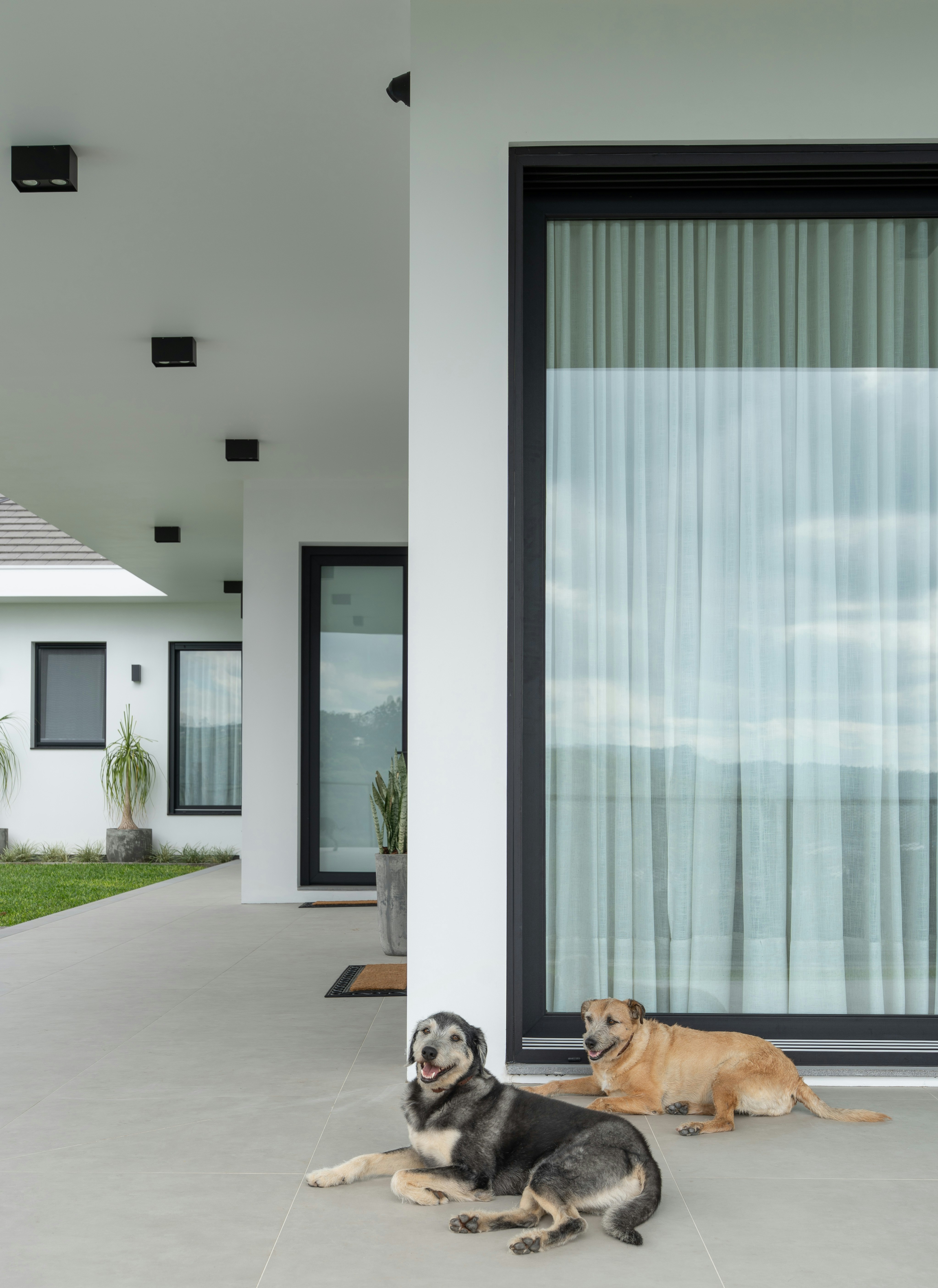 Zwei Hunde, die auf einer modernen Terrasse ruhen