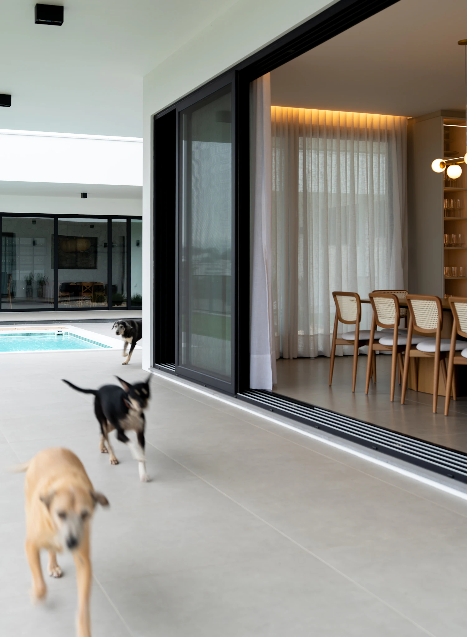Dogs moving through a contemporary pet-friendly home and patio