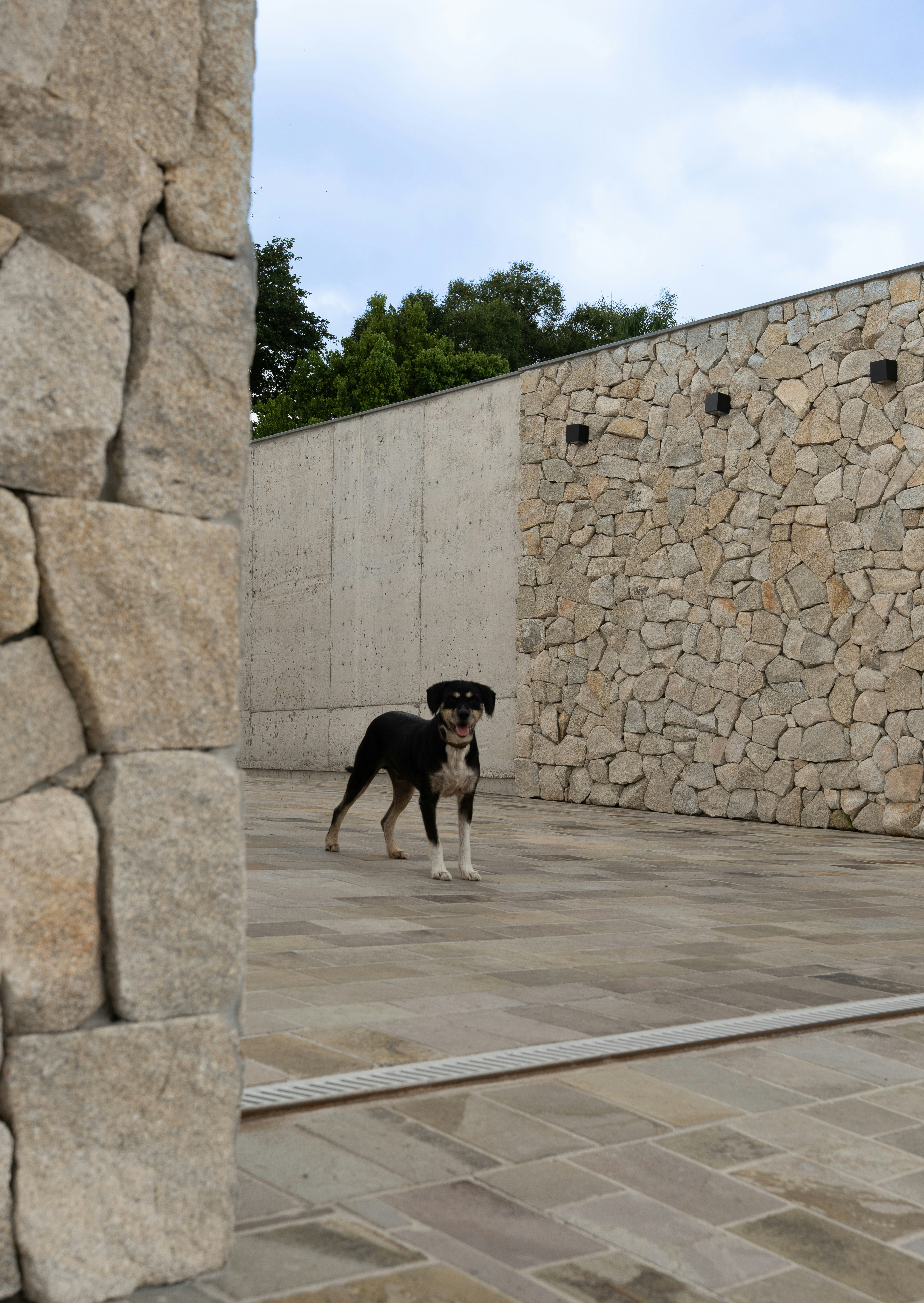Ein schwarz-beigefarbener Hund steht in einem Innenhof.