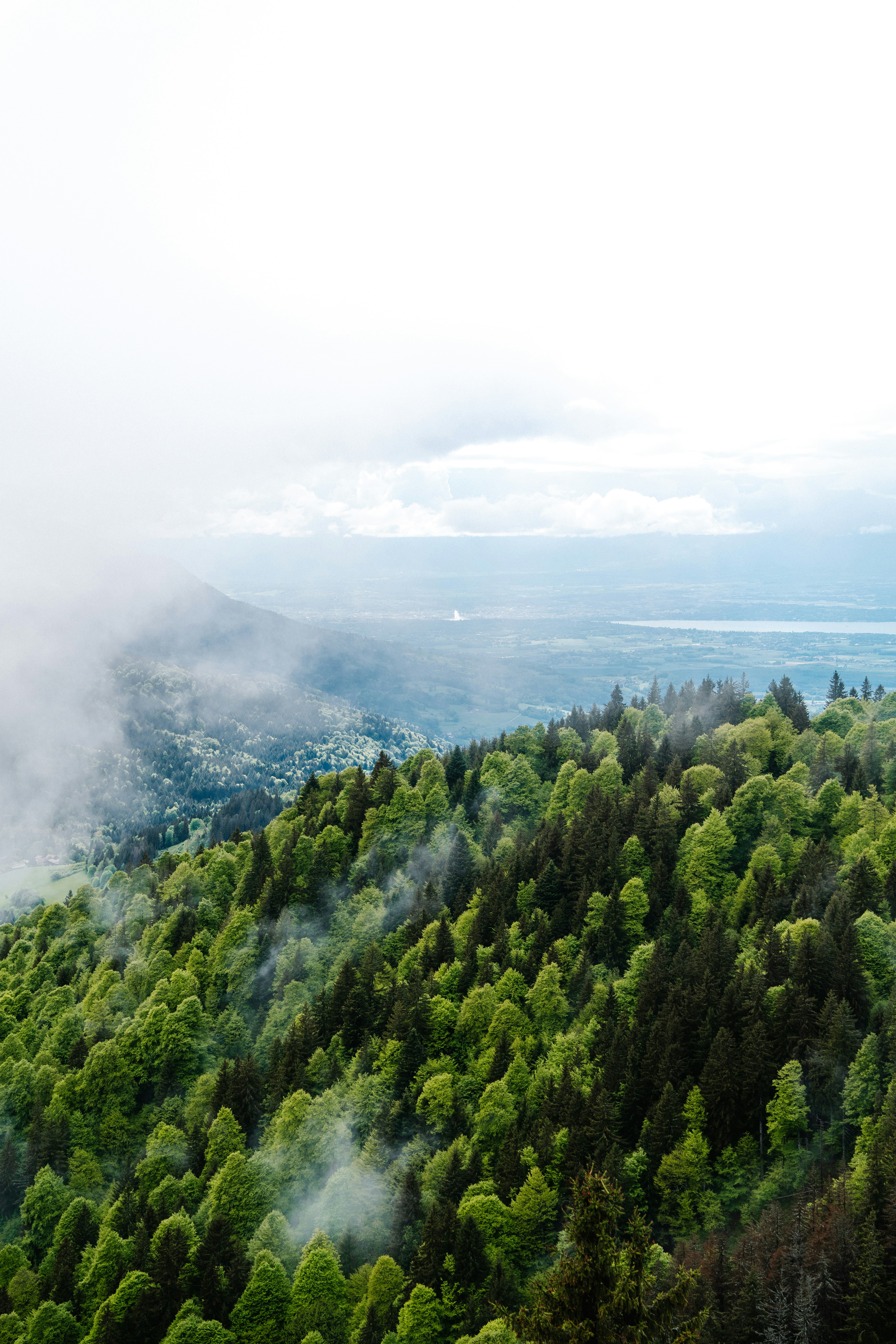 Misty forest landscape with rolling green hills.