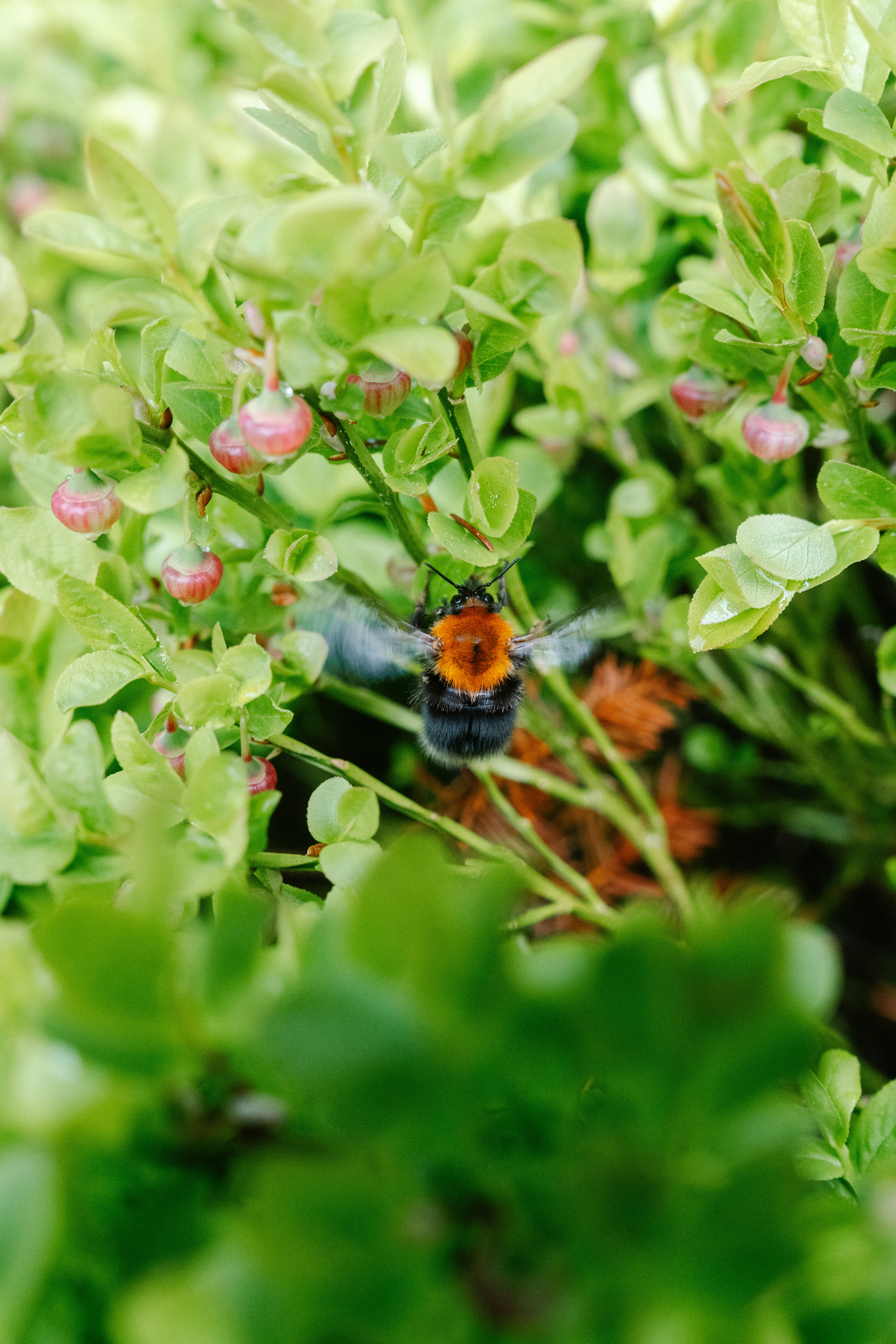 A bumblebee flying among green leaves and small pink buds.