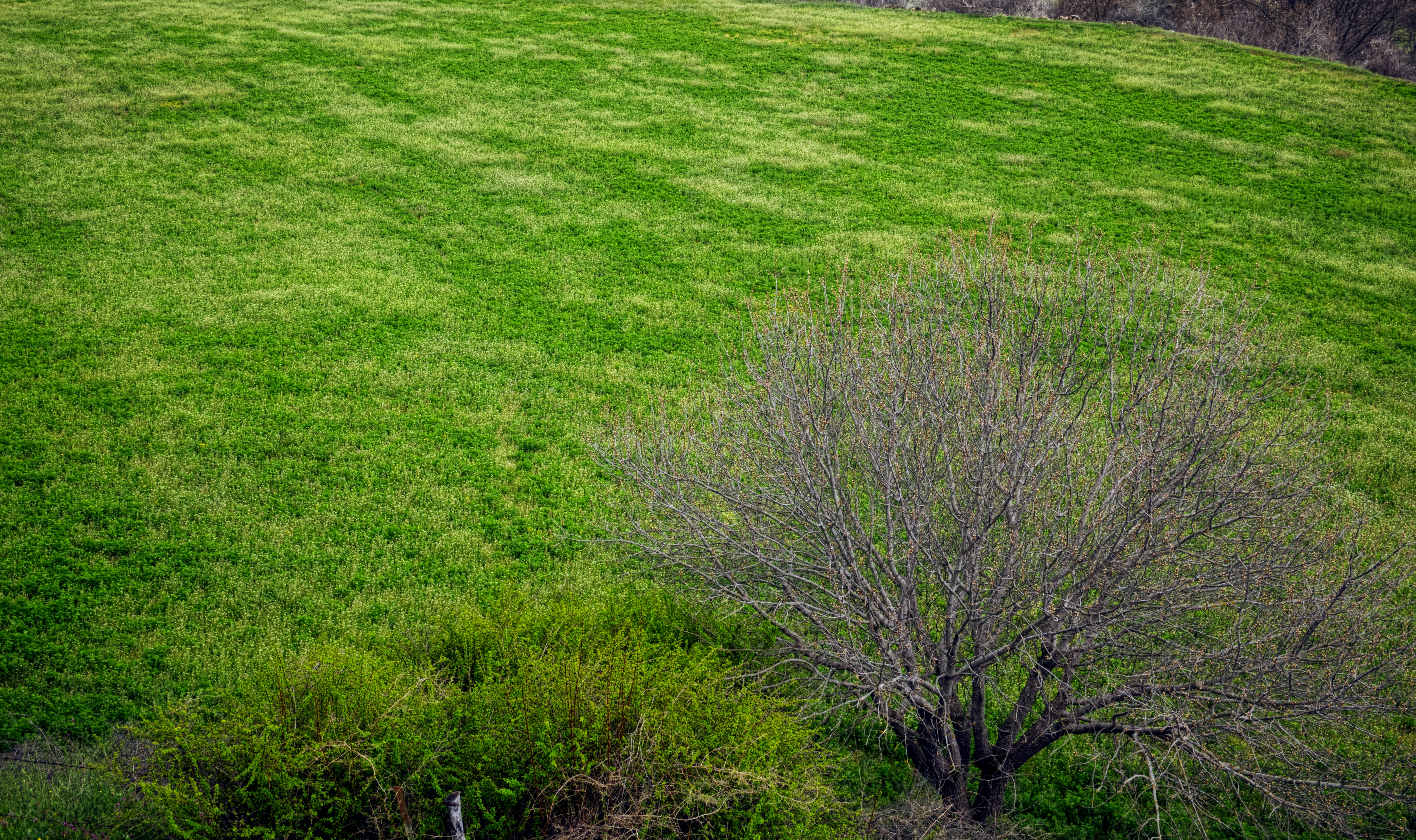 Campo verde com árvore e arbustos descalços.