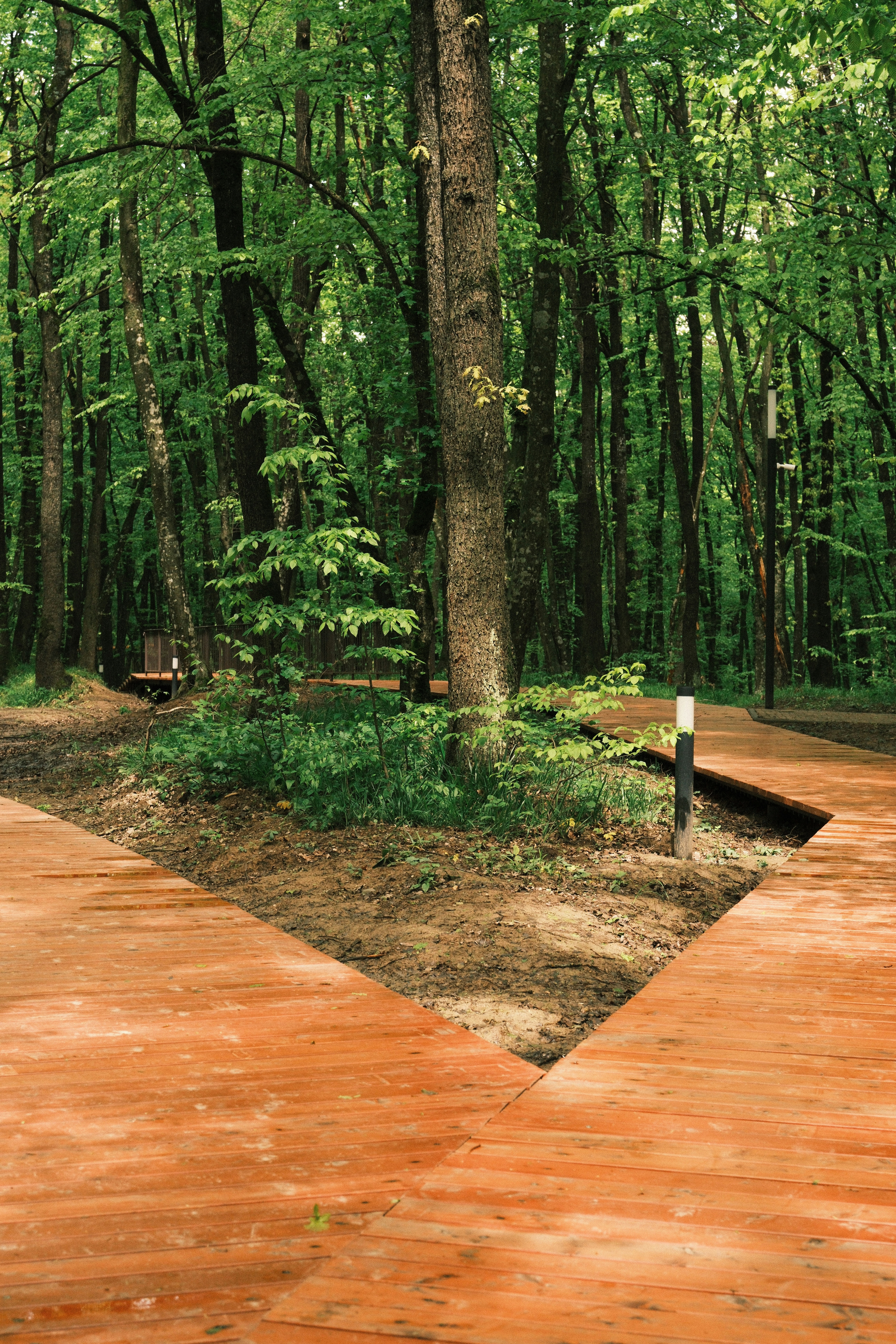 Wooden path through a lush green forest