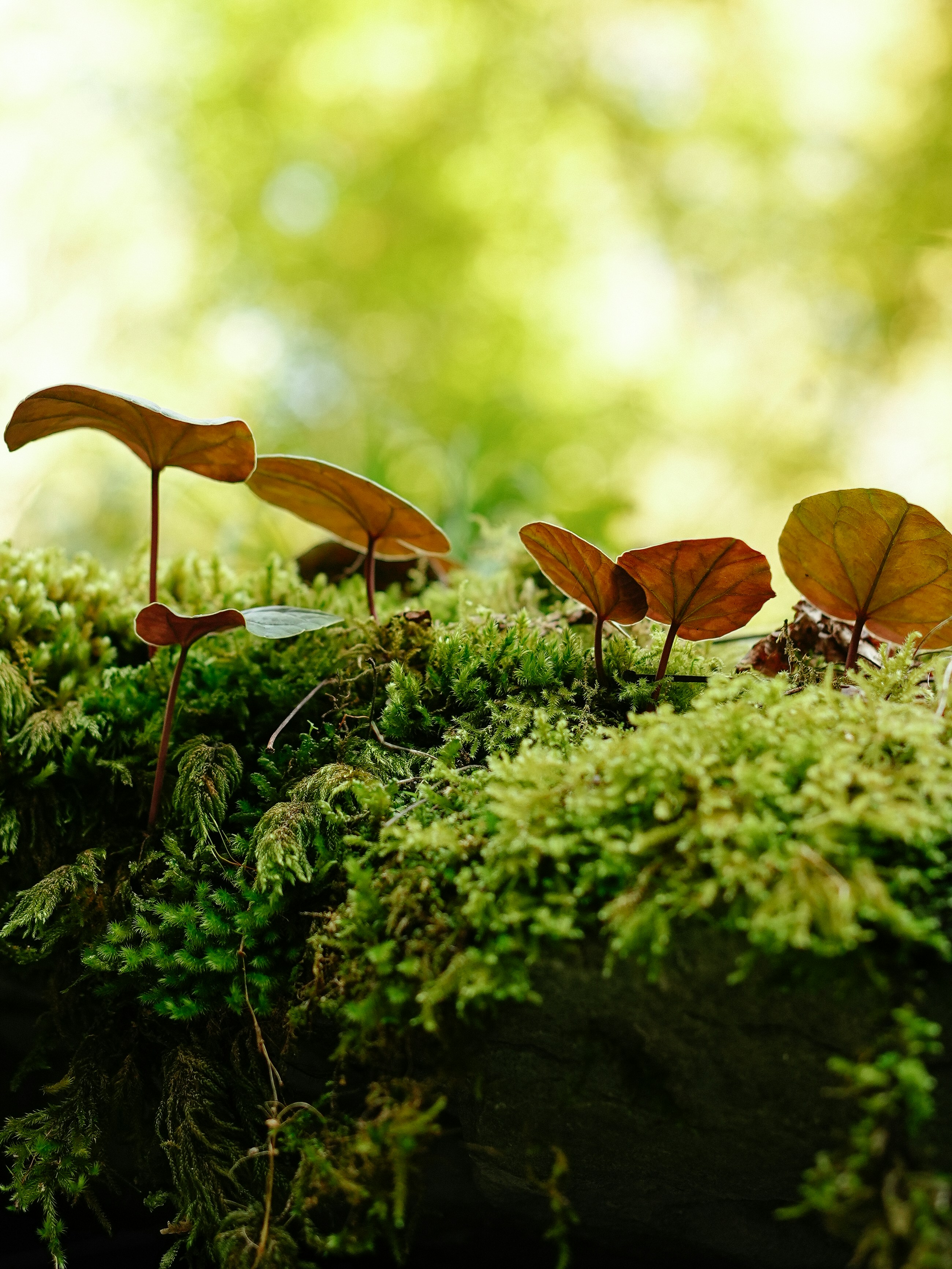 Small plants sprout from mossy ground
