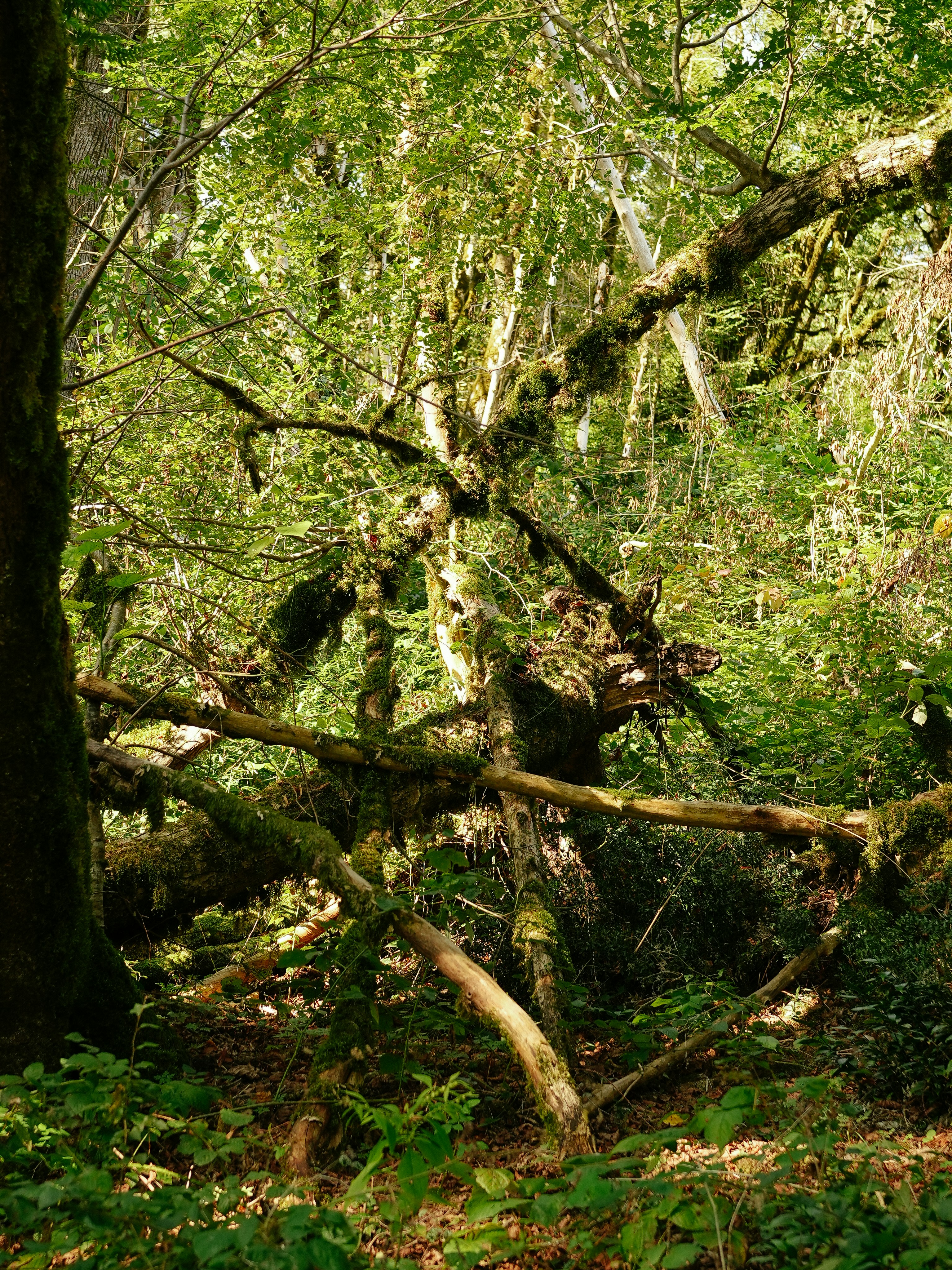 Moss-covered branches of a fallen tree in a forest.