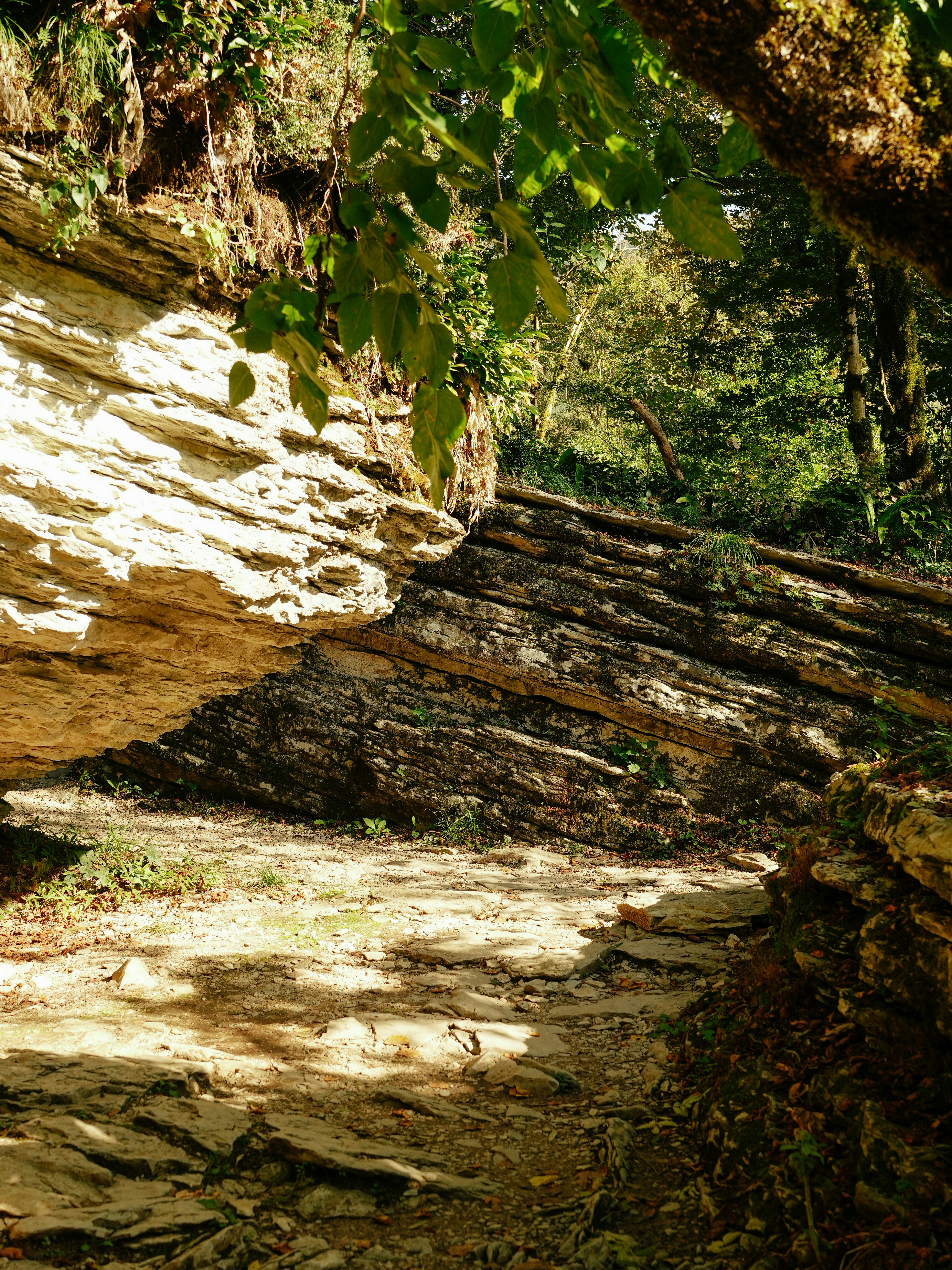 Sunlit forest path with rocky overhang and fallen tree.