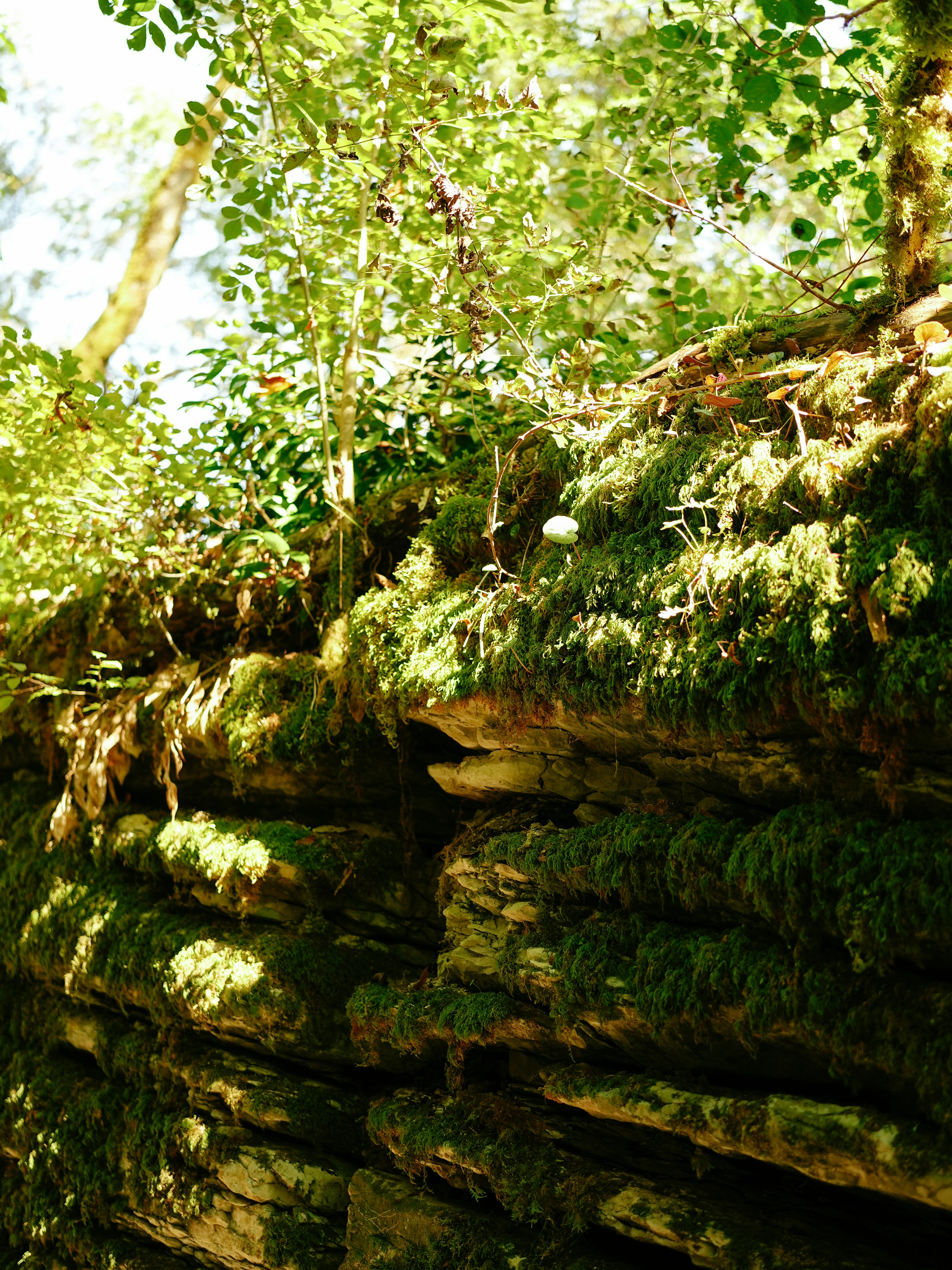 Mossy rocks and lush green foliage in sunlight