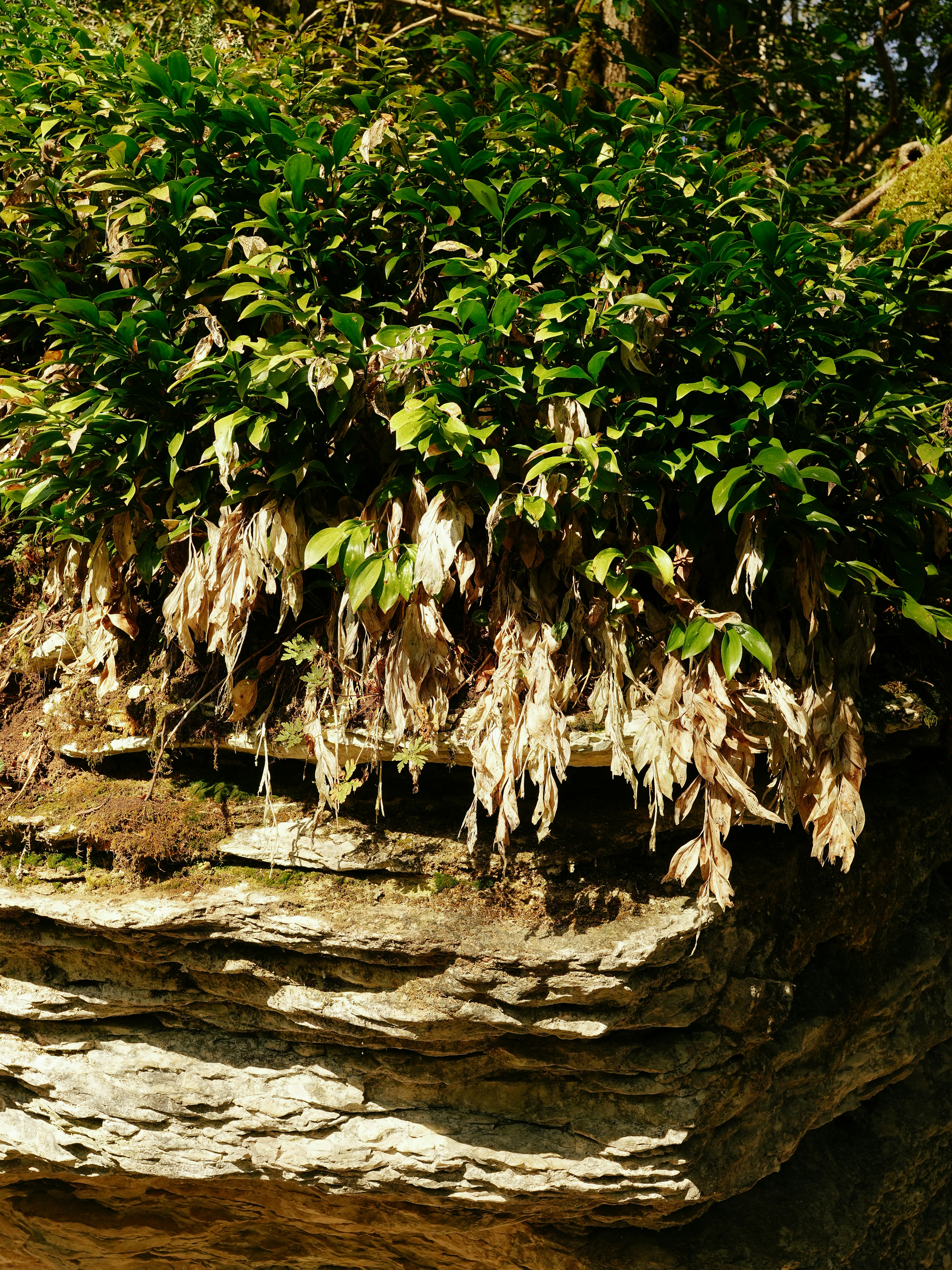 Greenery growing from a rocky cliff face