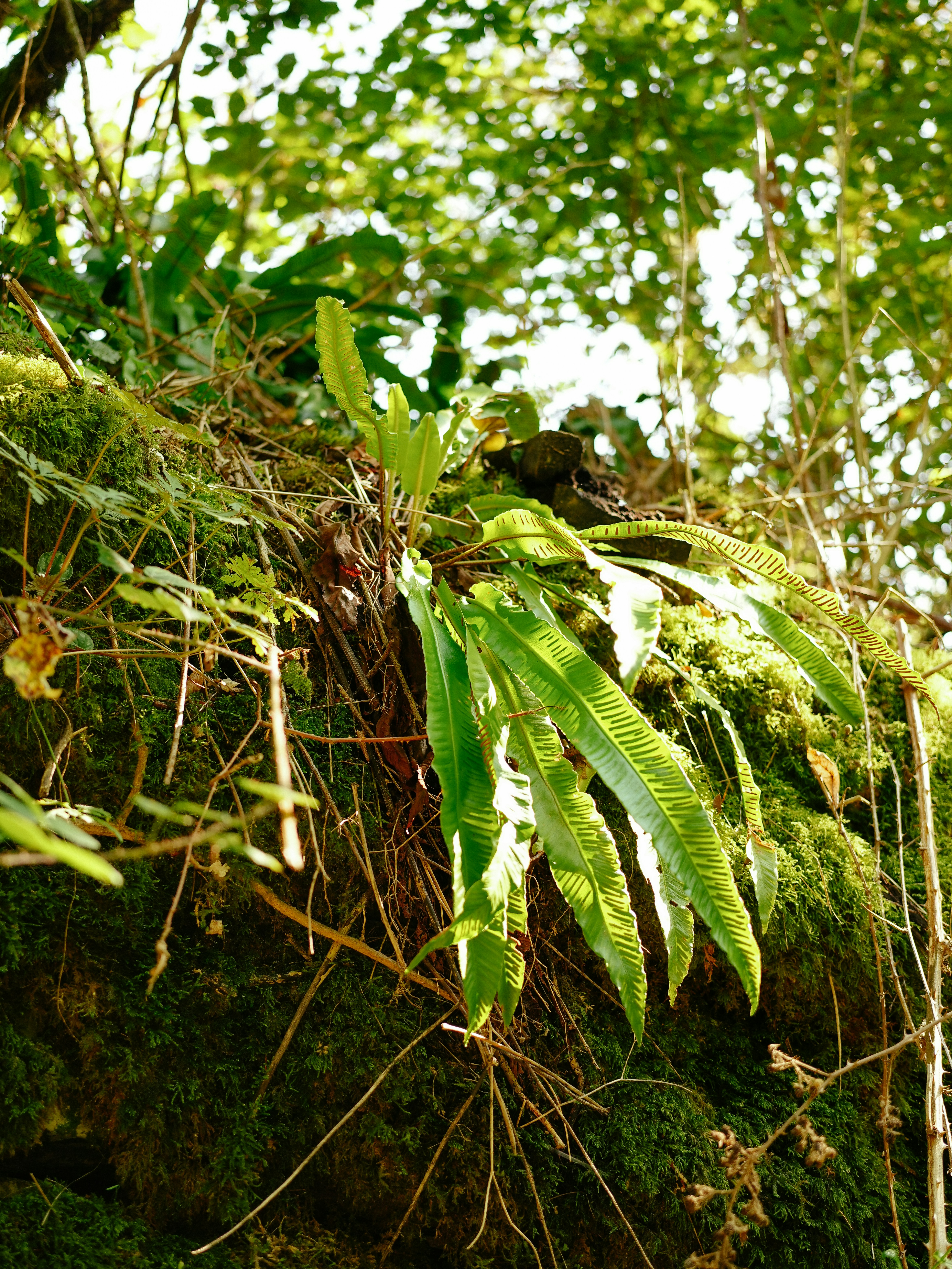 Ferns growing on a moss-covered rock in forest.