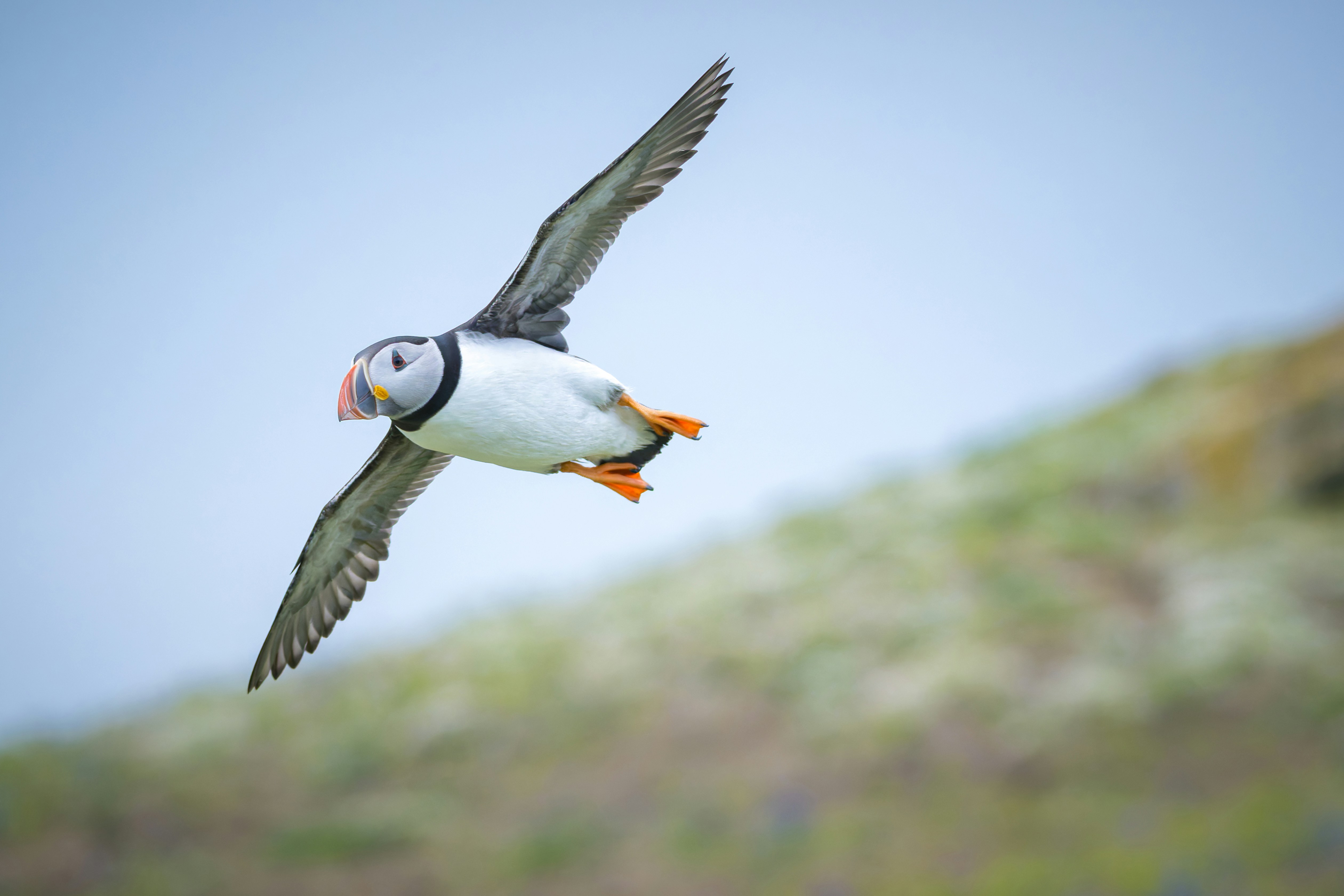 A puffin in flight over a grassy hill