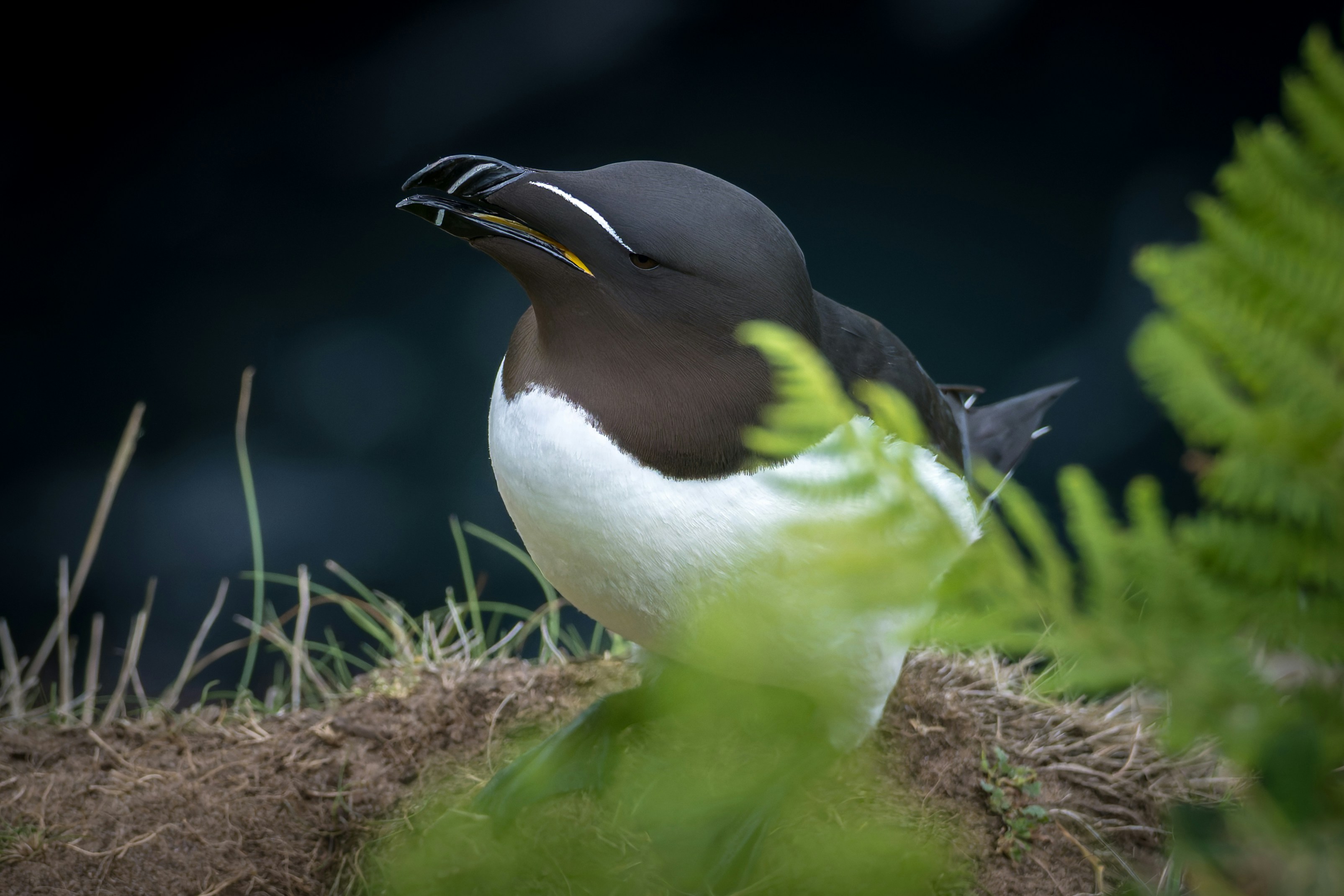 A razorbill bird with a white chest and dark feathers.