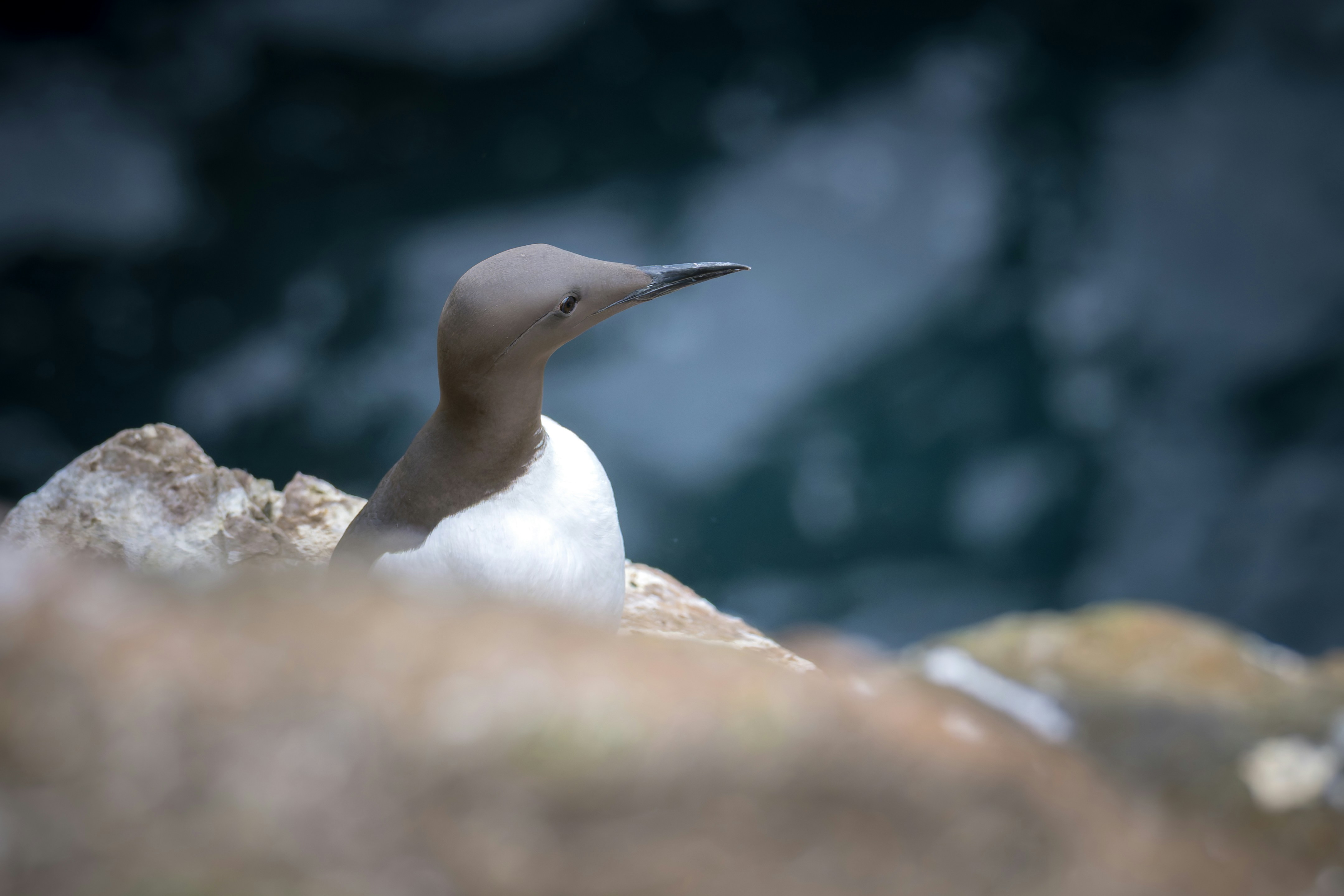 A guillemot bird rests on a rocky cliff.