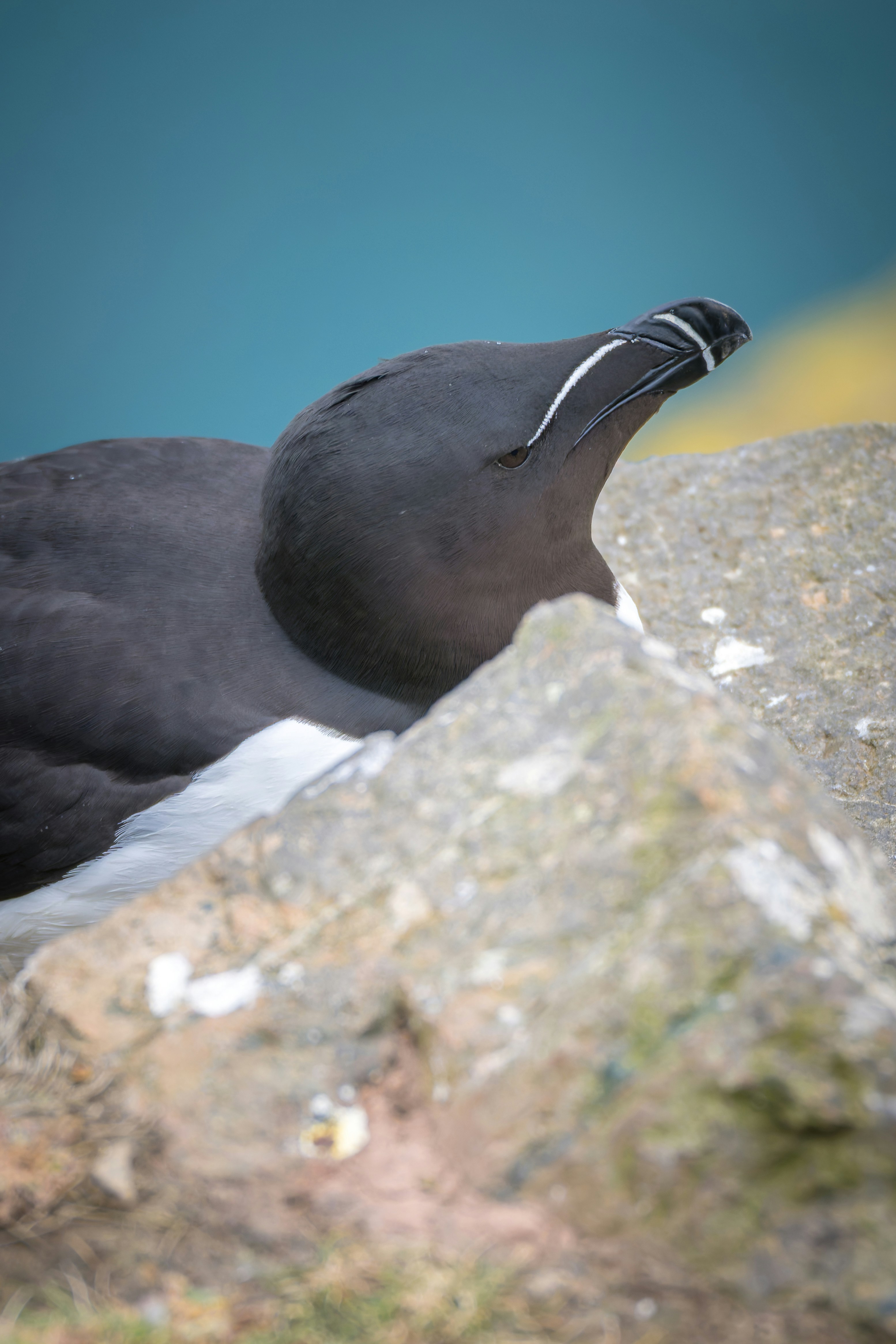 A razorbill bird rests on a rocky cliff.