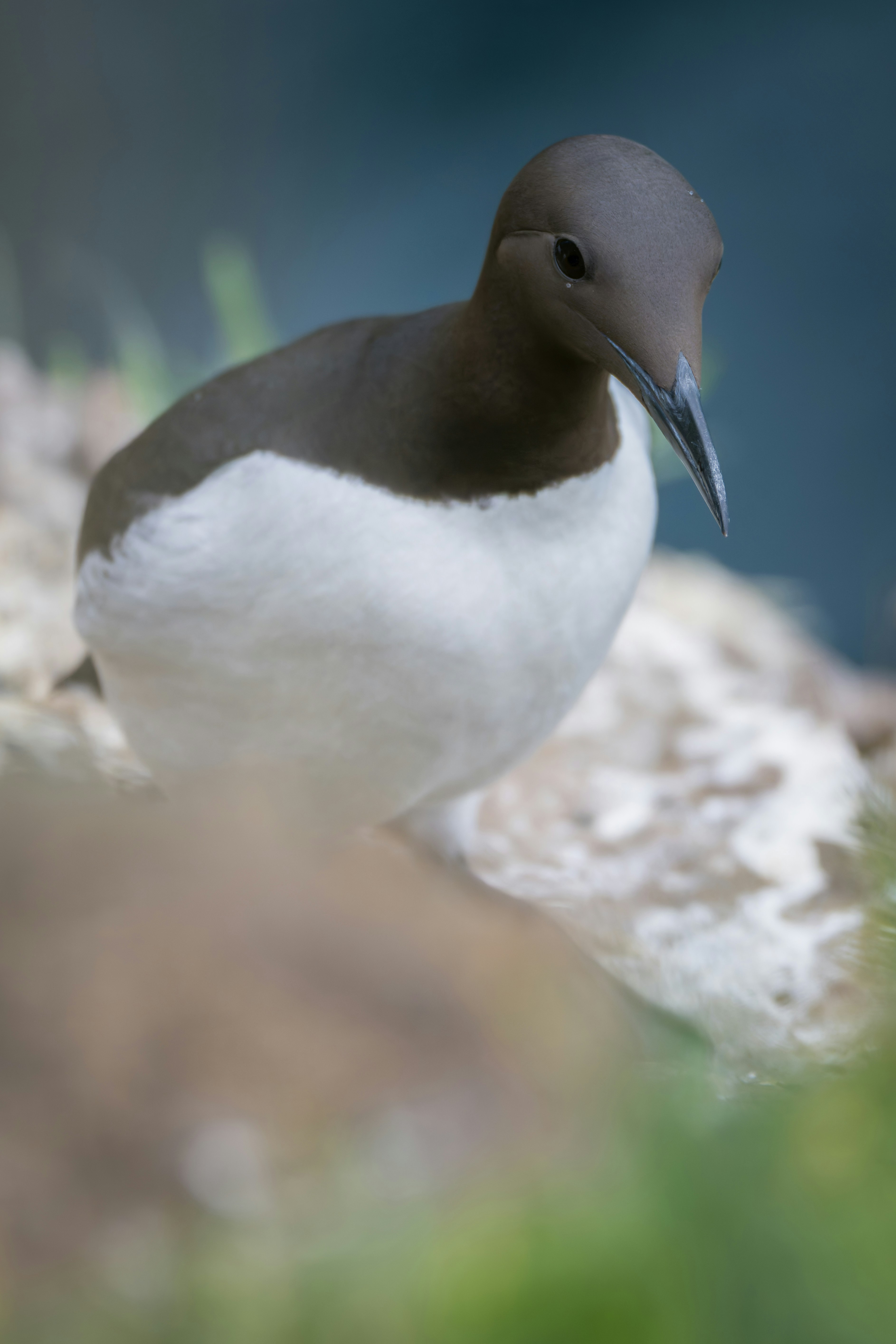 A guillemot bird sits on a rocky cliff.