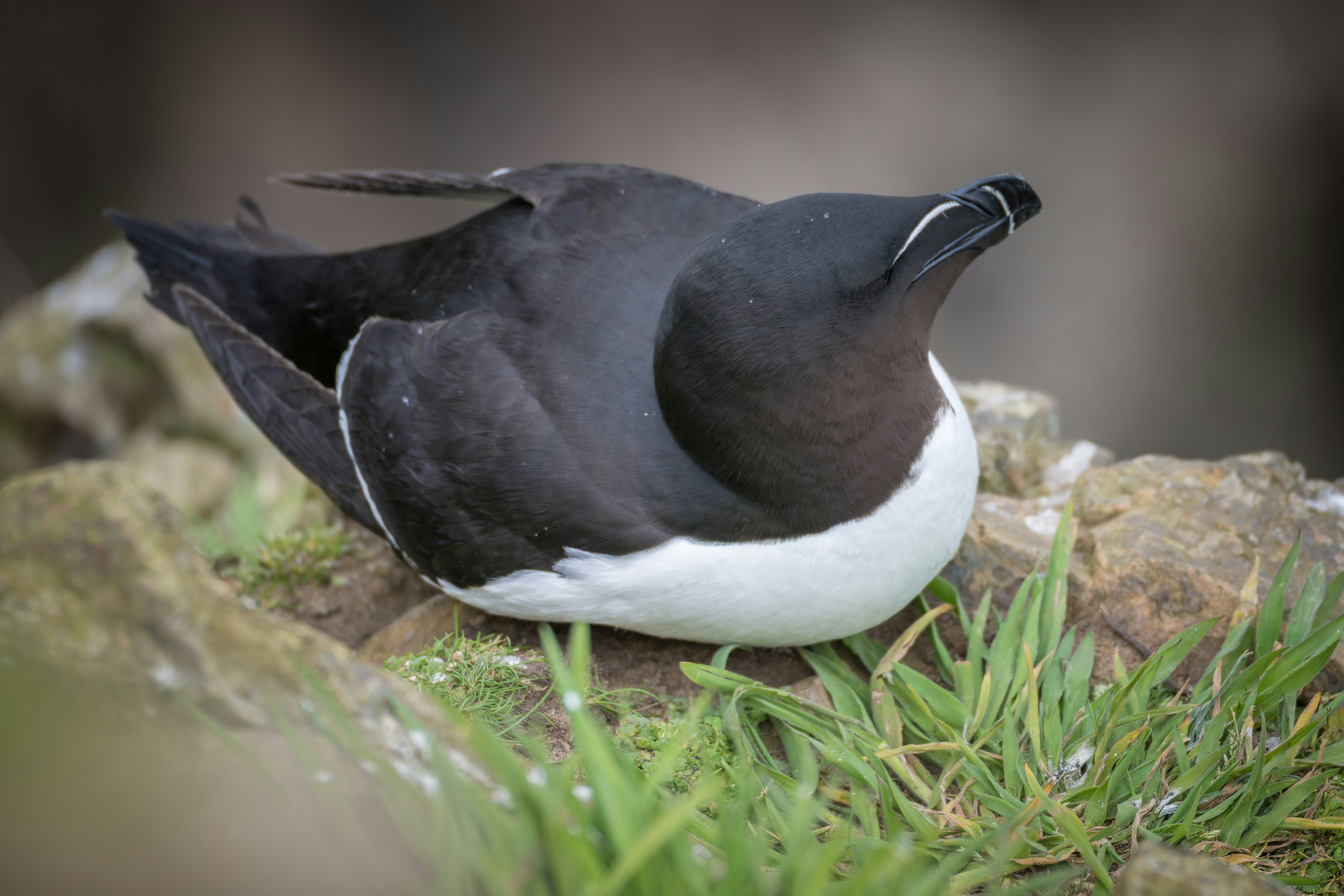 A razorbill seabird rests on rocky ground.