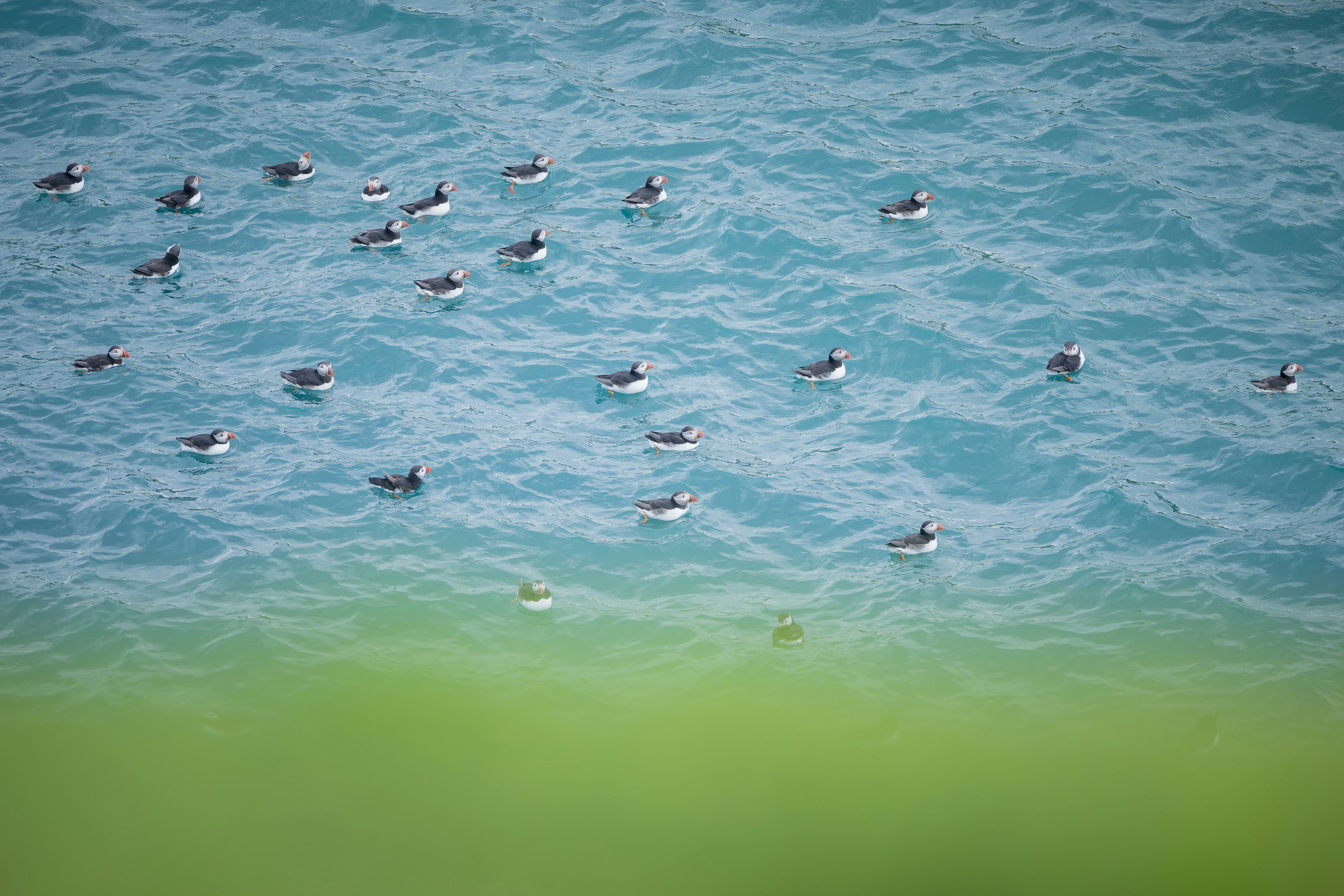 A flock of puffins floating on the blue ocean.