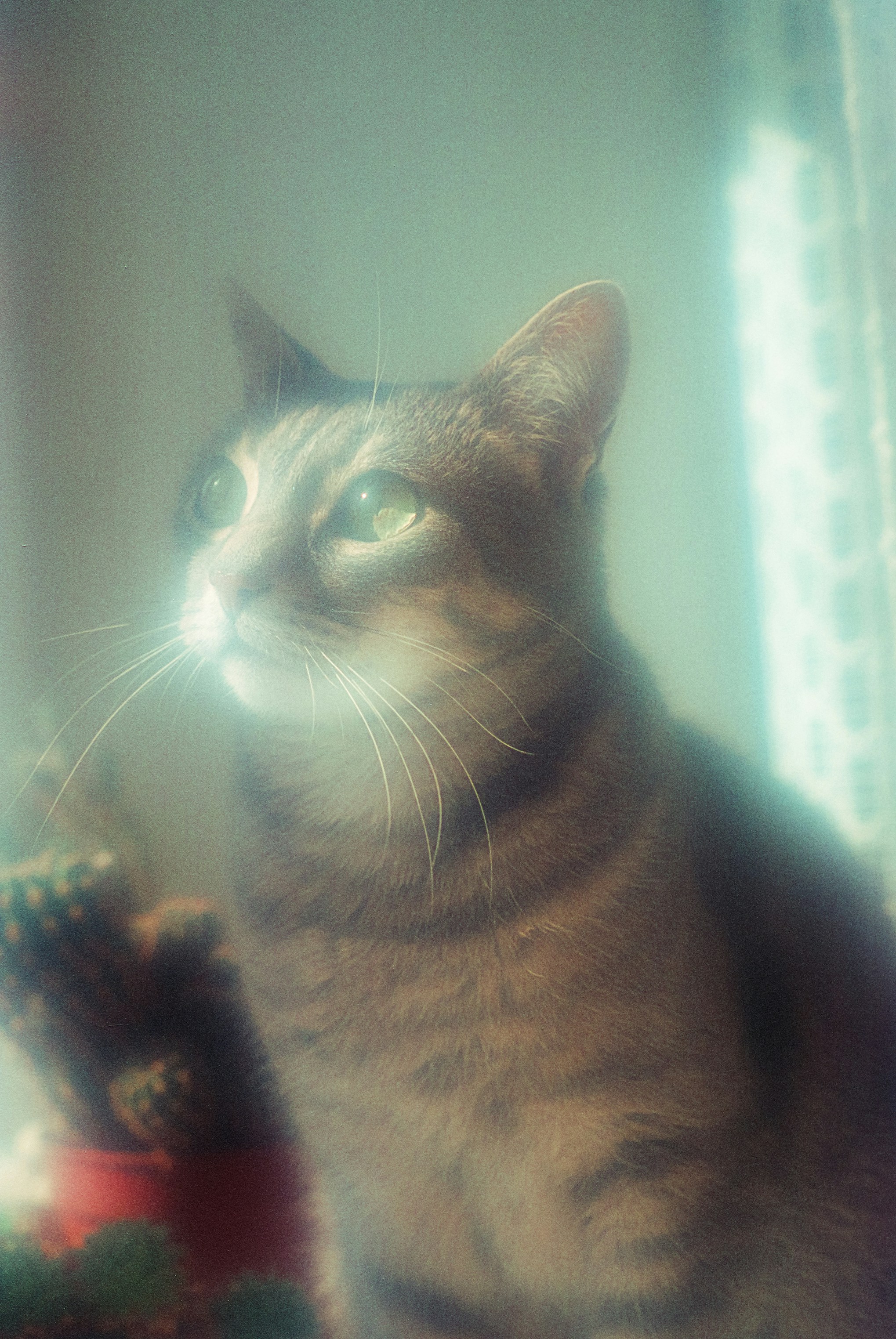 A tabby cat looks out a window with soft lighting.