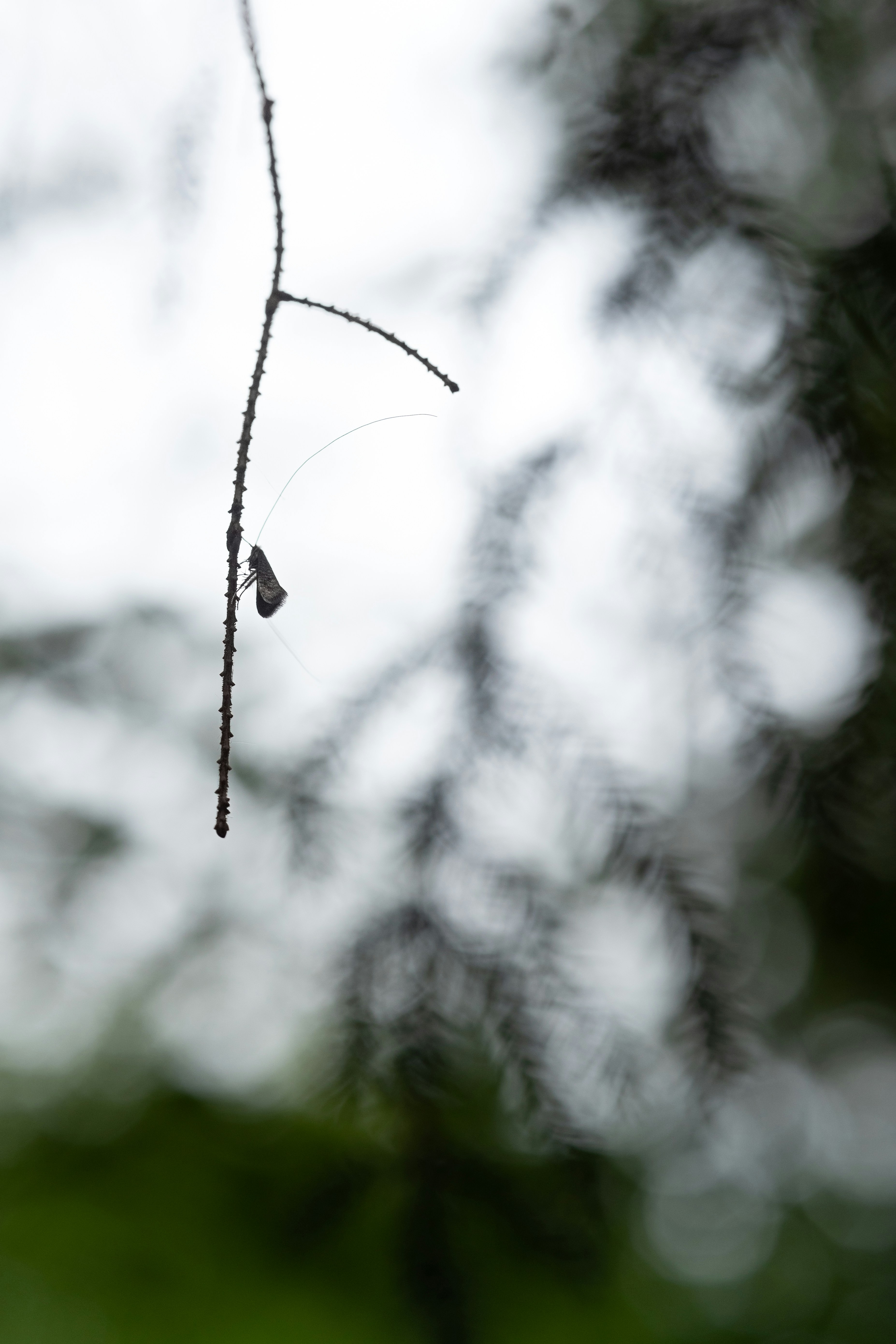 Photo by lilykonijn
