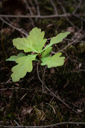 A small oak sapling grows in a forest setting.