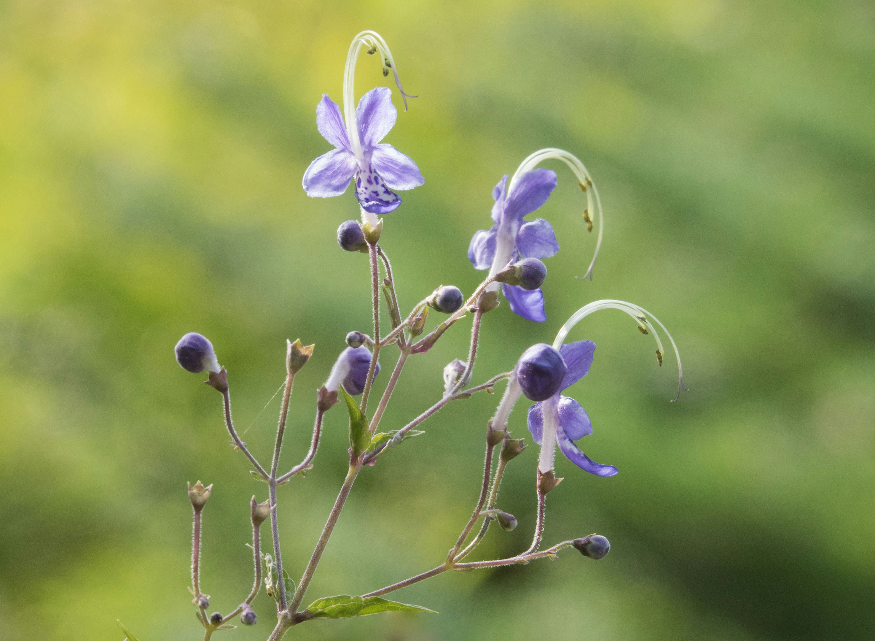 ぼやけた緑の背景に蕾のある繊細な紫色の花。