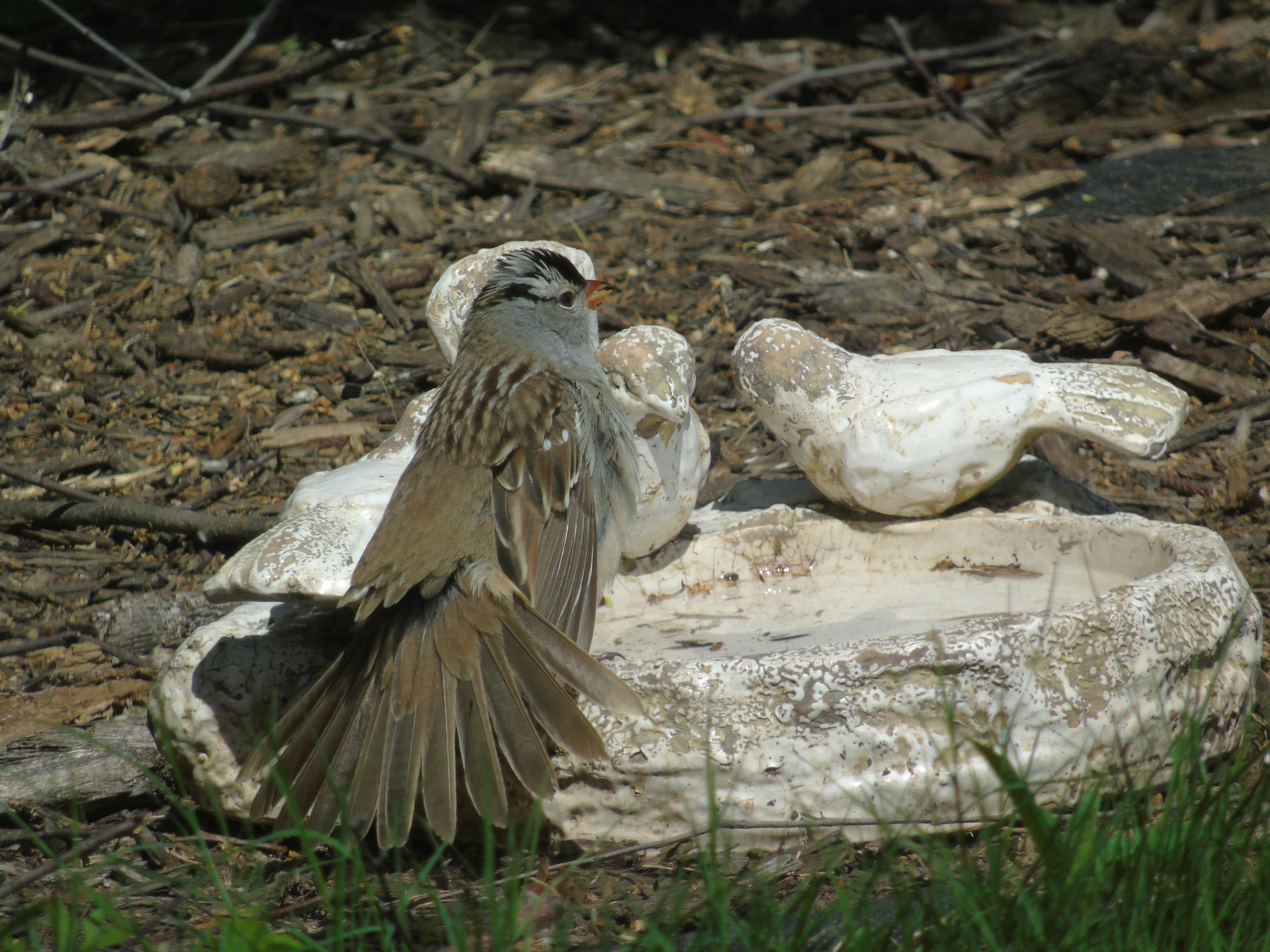 A sparrow stands by a bird bath.