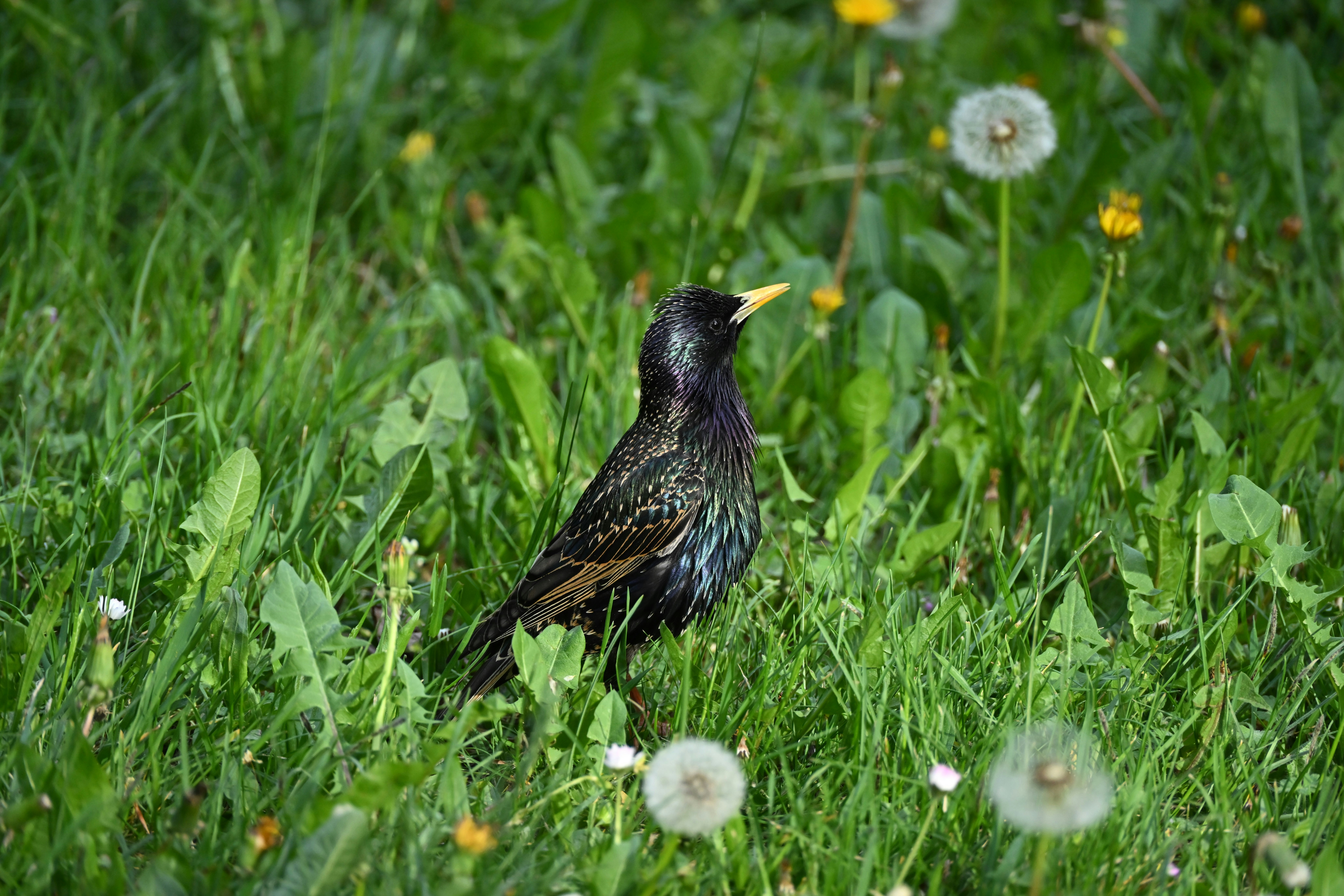 A starling stands in green grass with dandelions.