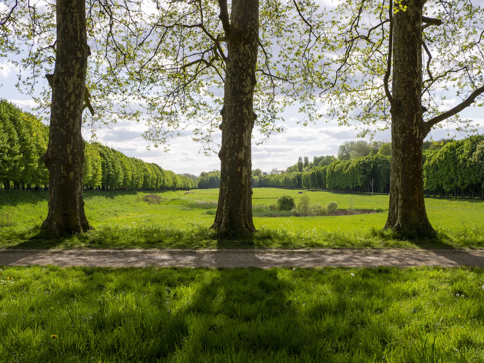 The image depicts a serene park scene with three tall, leafy trees standing on either side of a winding path that cuts through the lush green grass. The trees are adorned with vibrant green leaves and their trunks display various shades of brown. The sky above is a clear blue, dotted with fluffy white clouds, creating a picturesque backdrop for this tranquil setting.