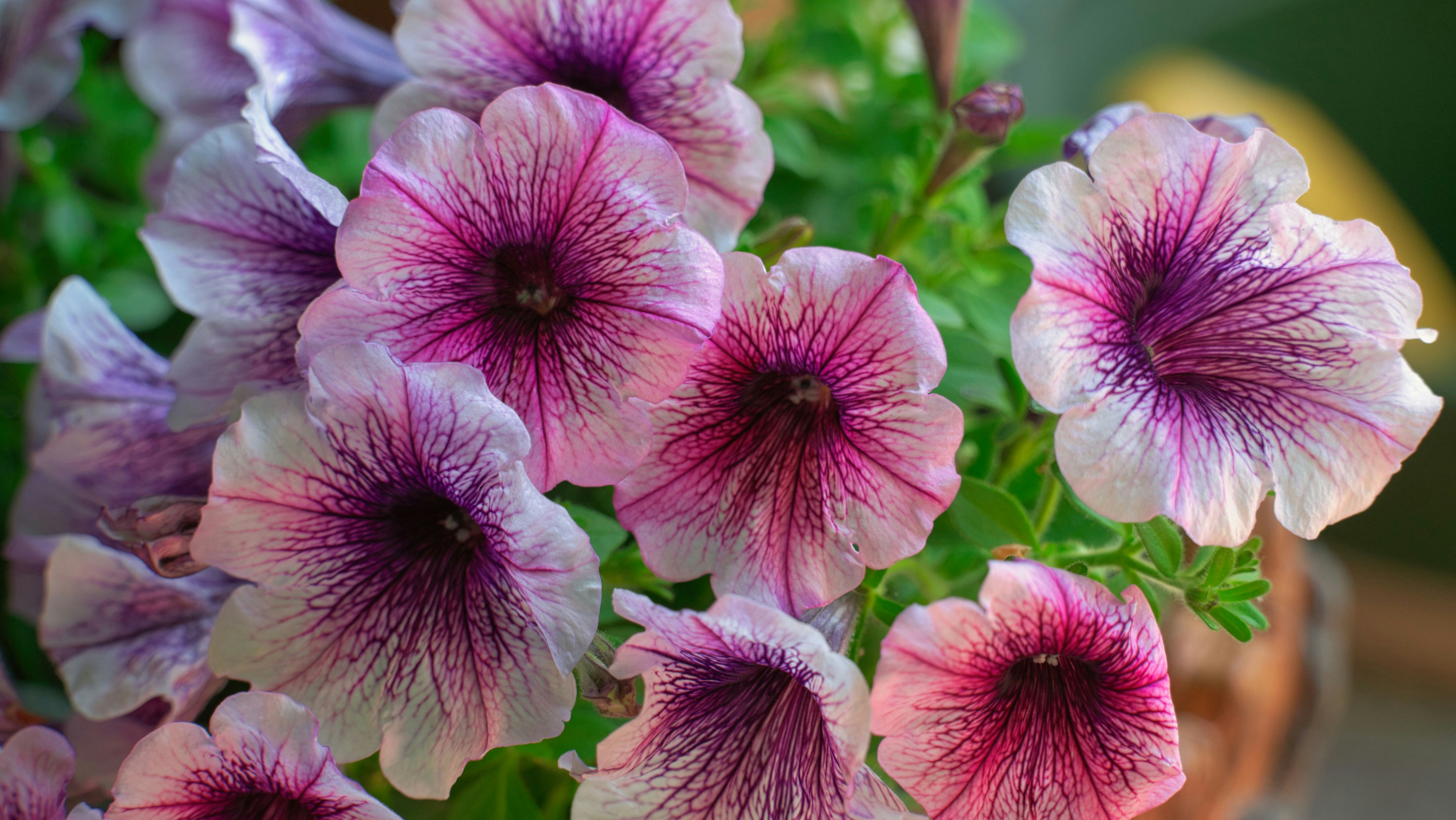 Nahaufnahme von rosa und violetten Petunienblüten, die blühen.