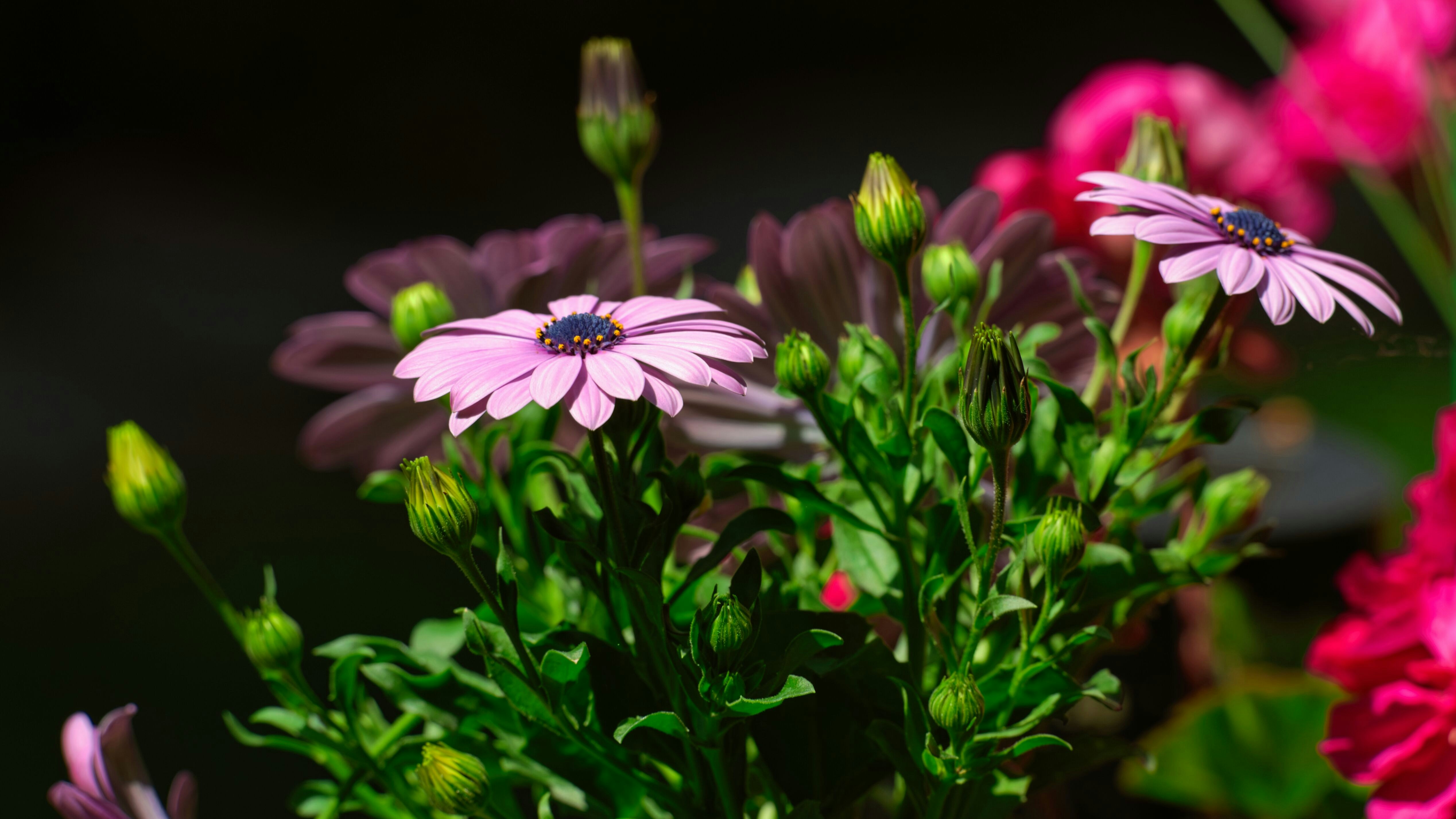 Rosa gänseblümchenähnliche Blüten mit grünen Knospen blühen