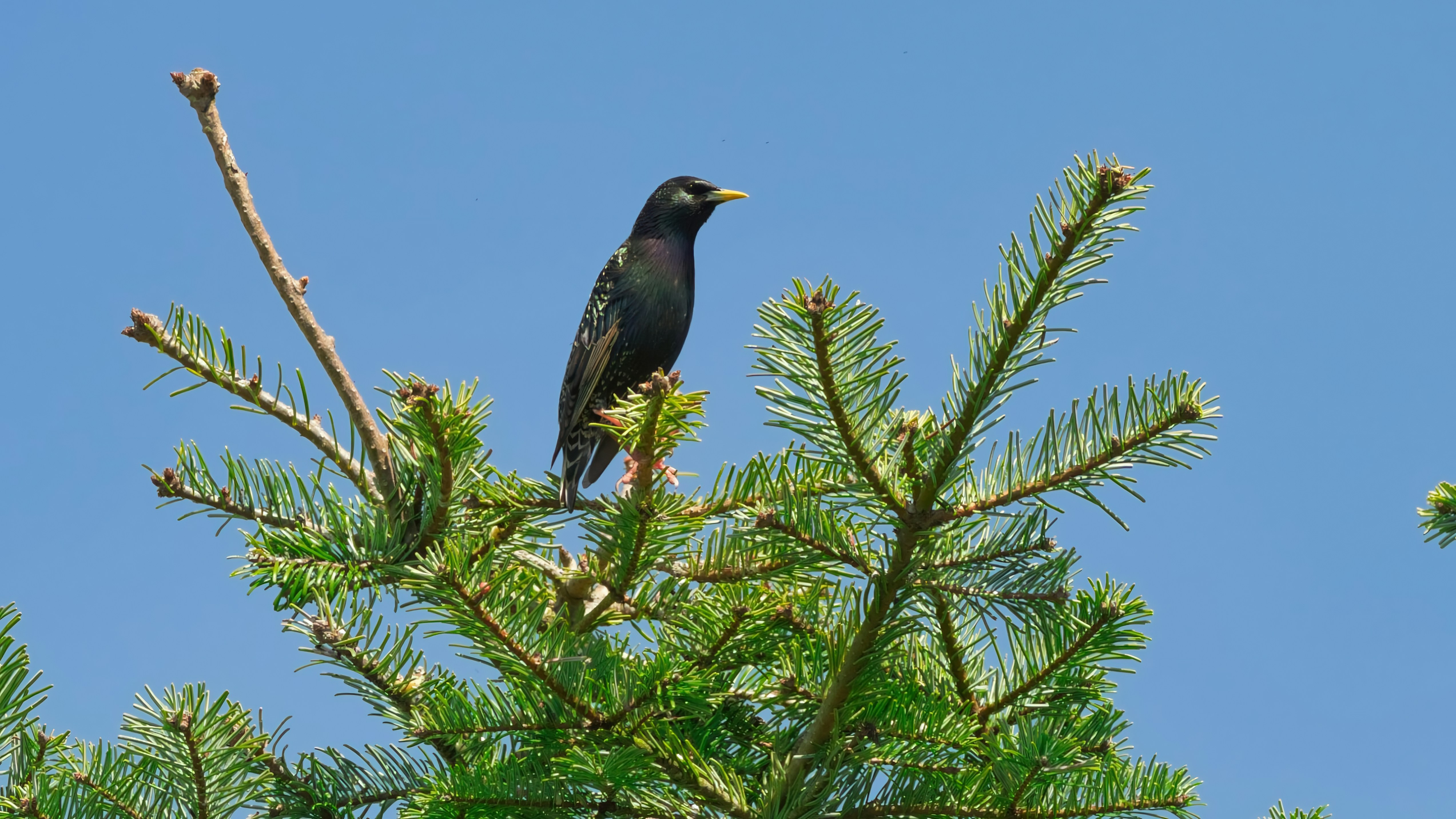 Ein schwarzer Vogel saß auf einem Kiefernast.
