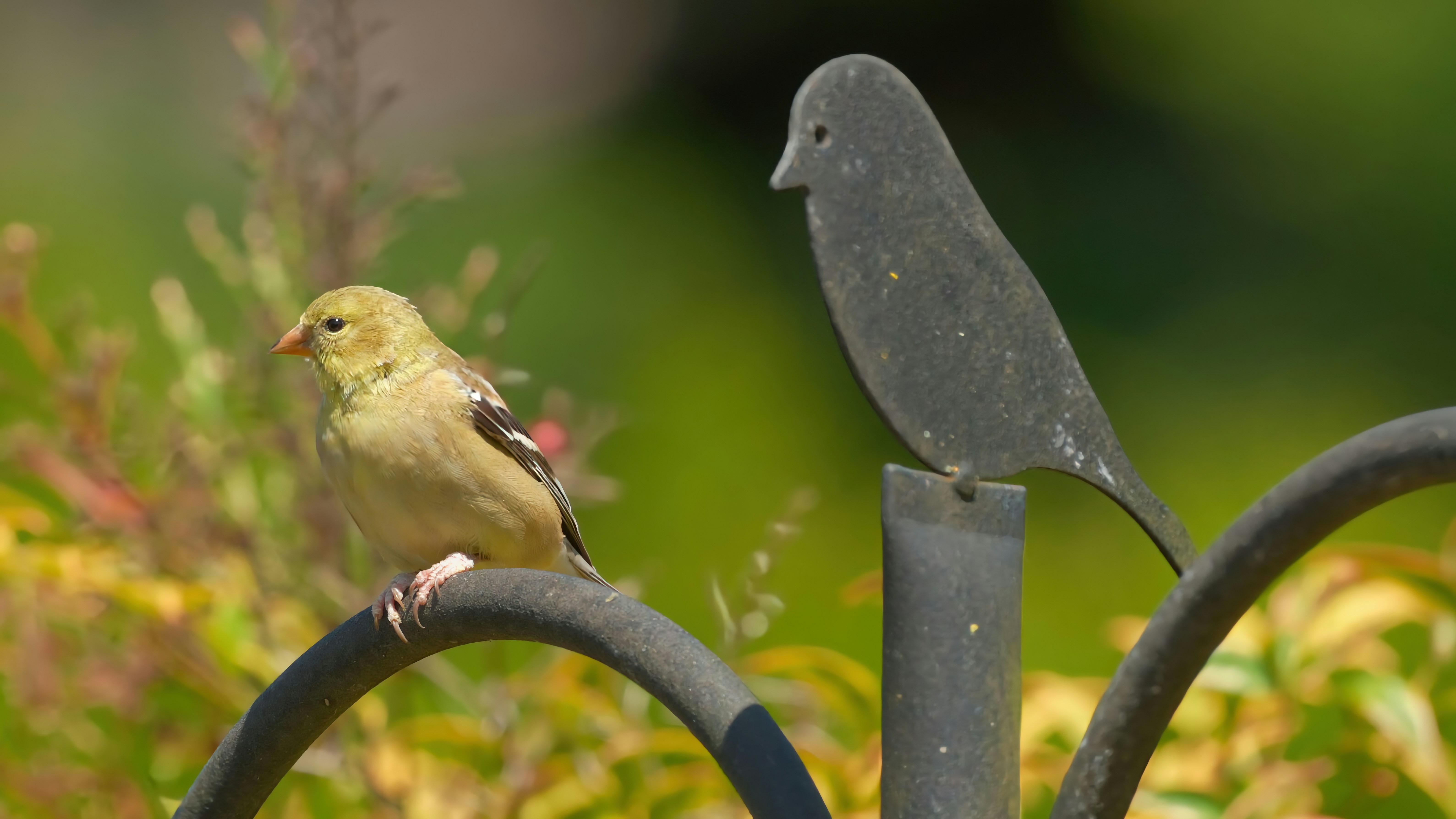 Ein gelber Vogel sitzt neben einer Metall-Vogeldekoration.