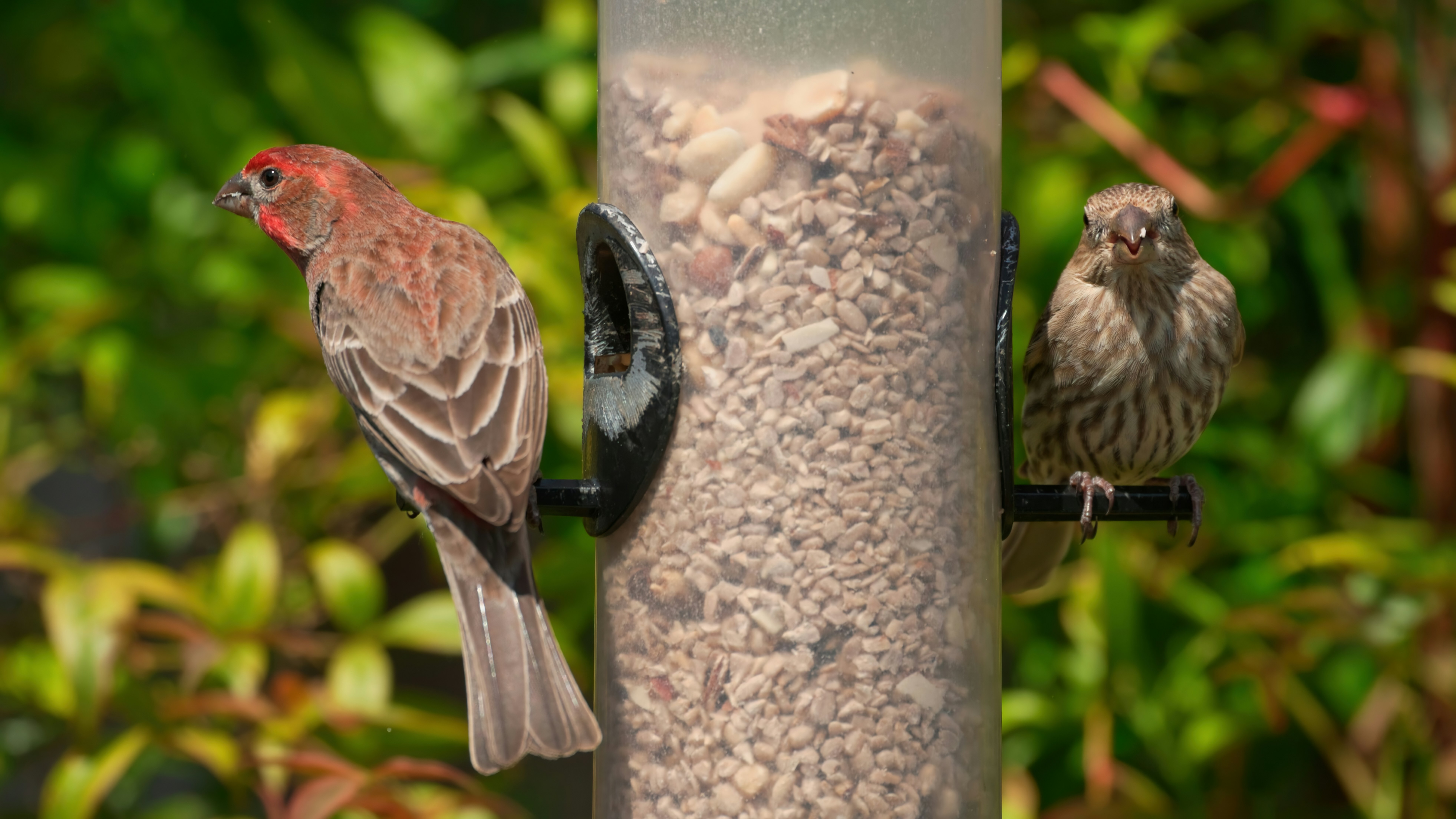 Zwei Finken, die aus einem Vogelhäuschen fressen.