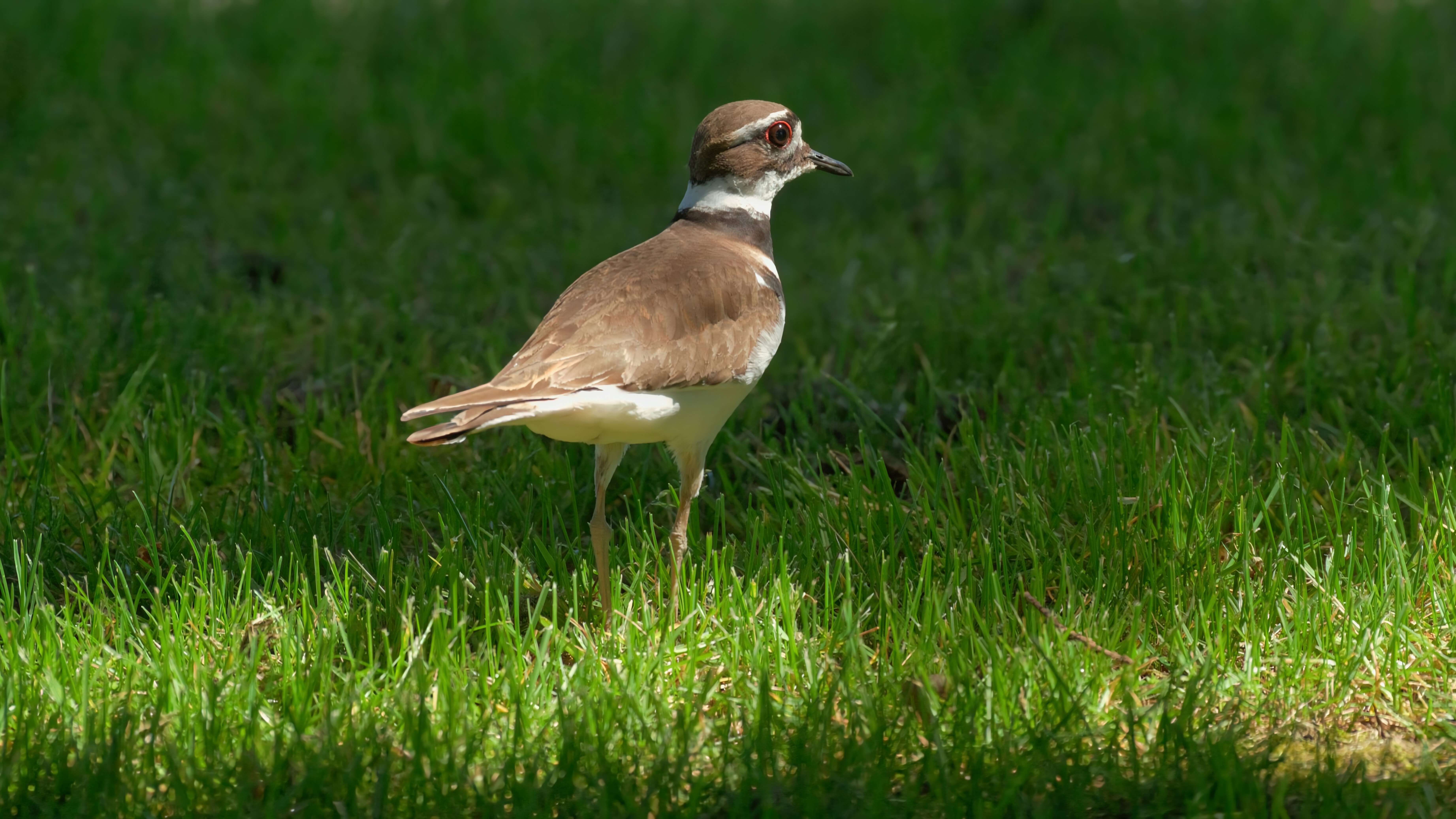 Ein Vogel mit braunen und weißen Federn steht auf Gras.