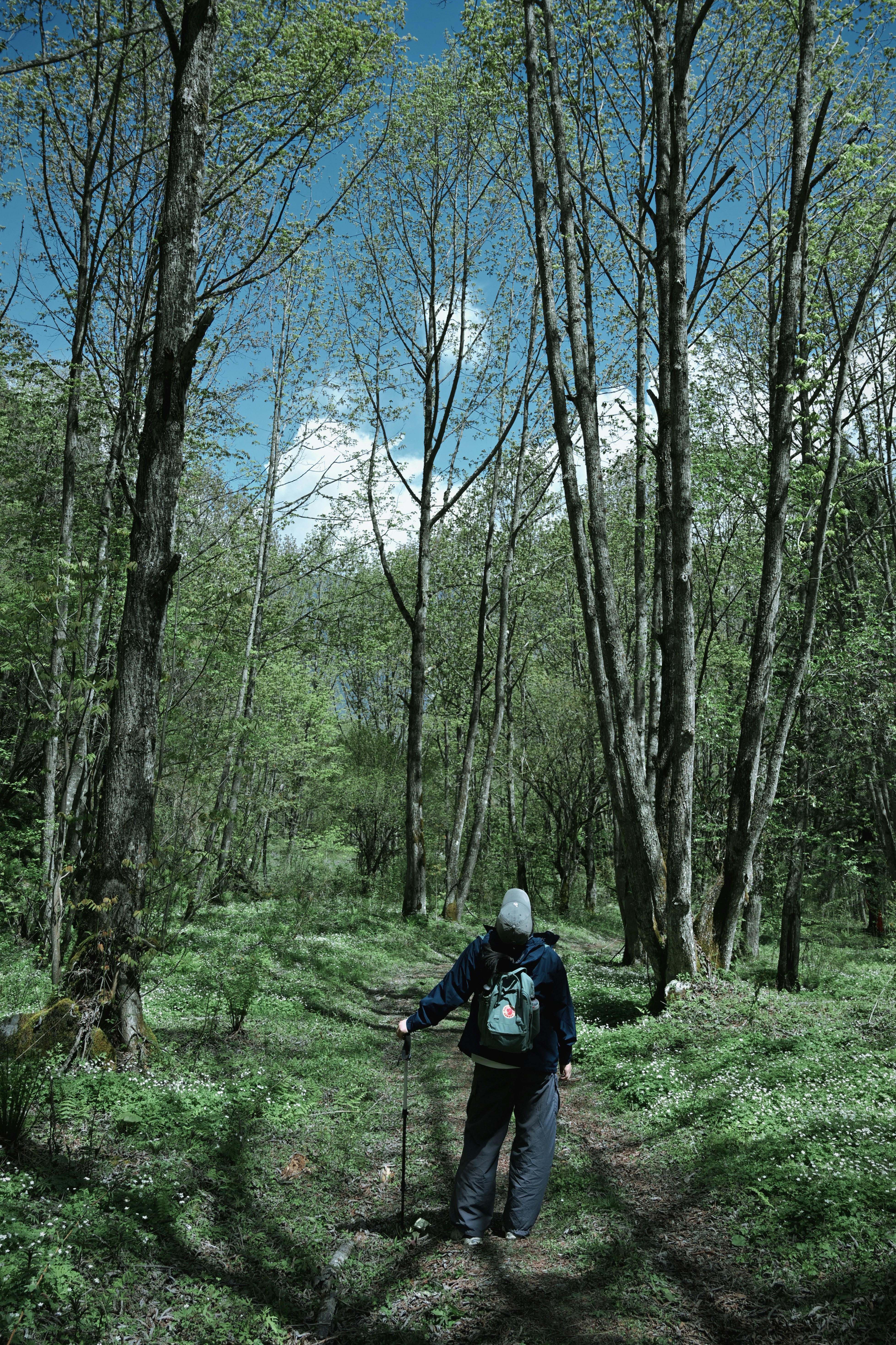 A person walks on a path through a sunlit forest.