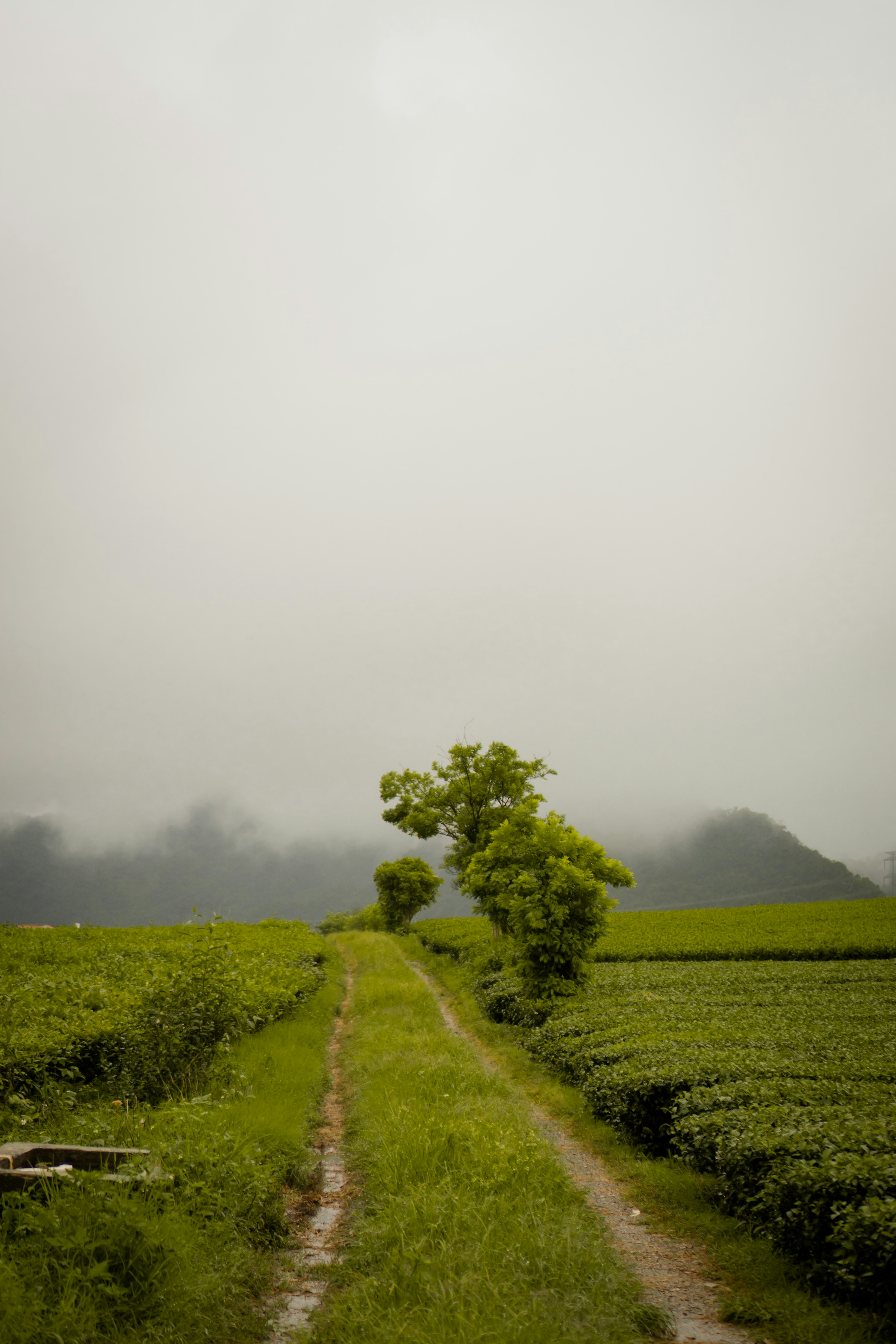 A dirt path through lush green tea fields under fog.