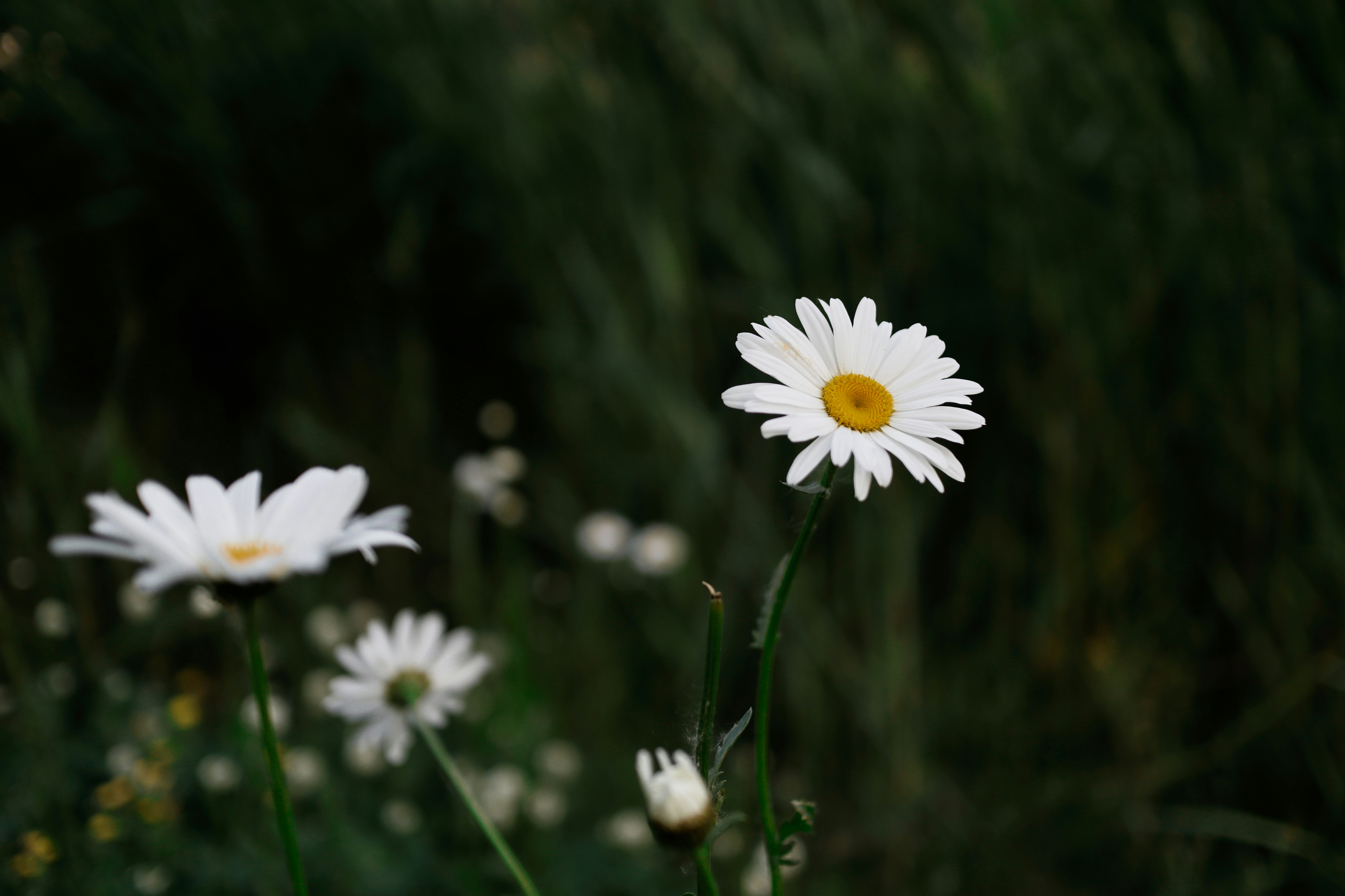 Photo by richardshan