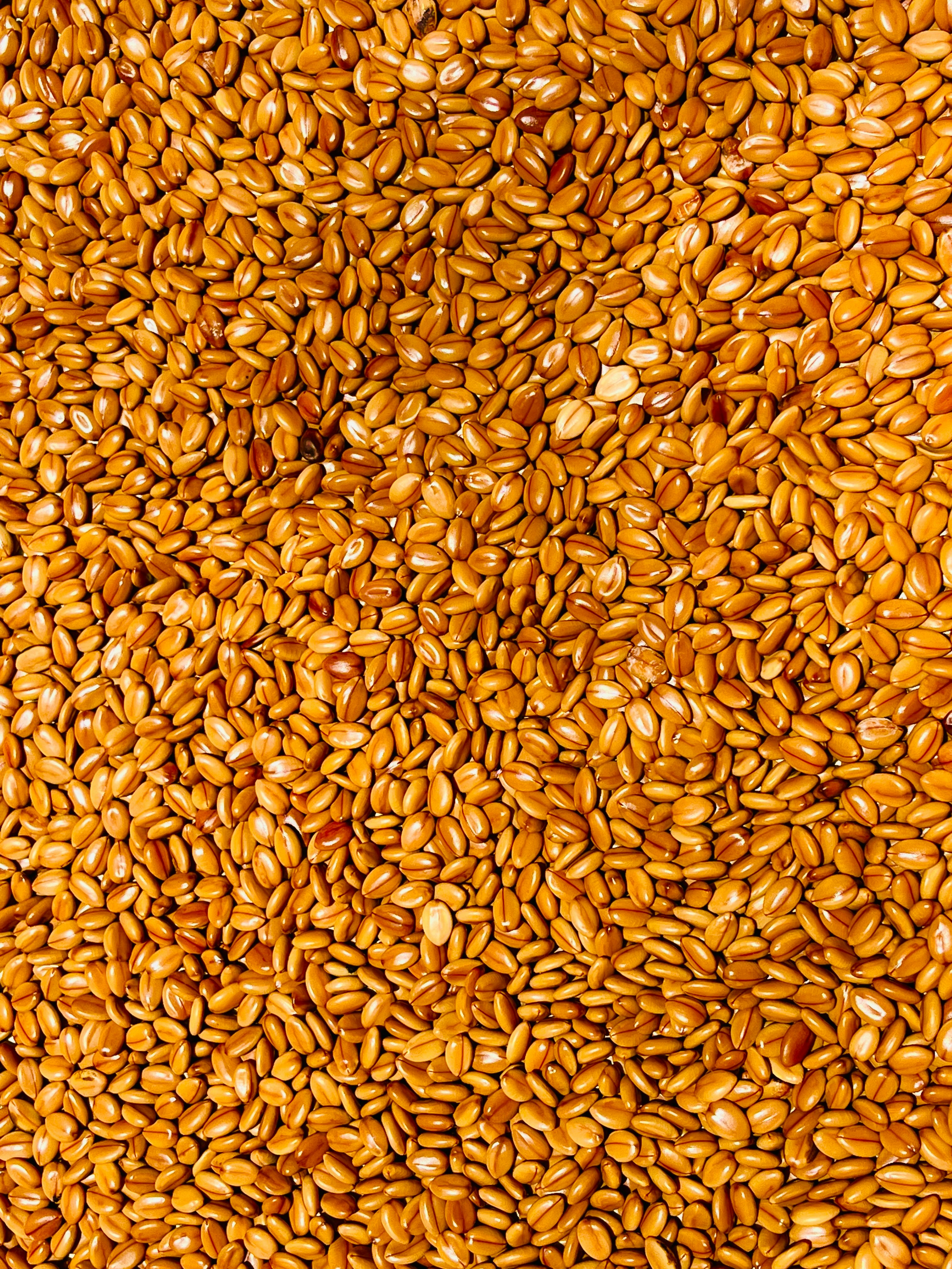 A close-up view of many toasted sesame seeds