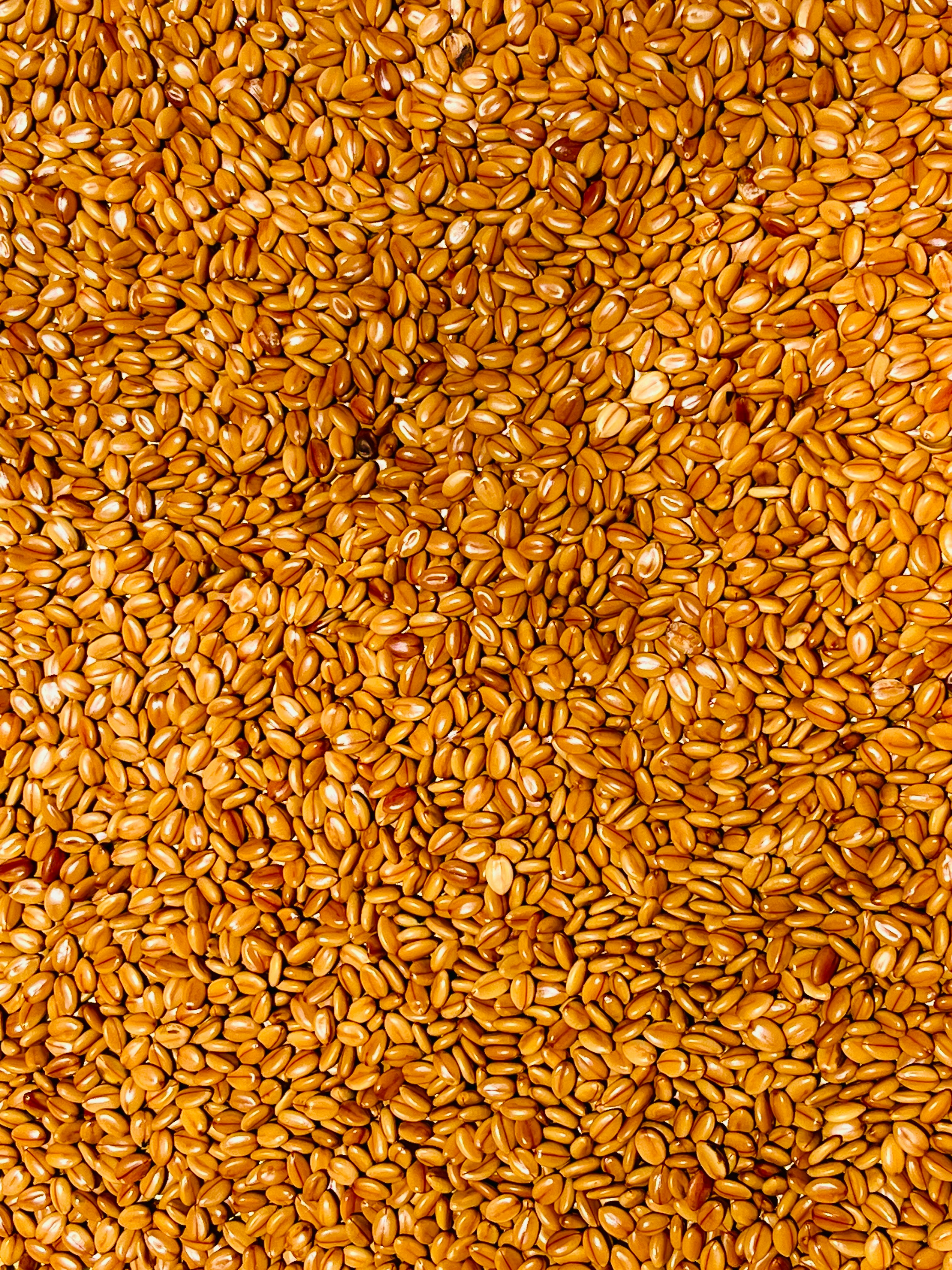A pile of small, golden-brown seeds