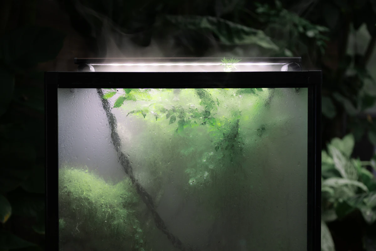 A misted room of green foliage — the kind of consistent ambient humidity a small ultrasonic humidifier creates around a calathea