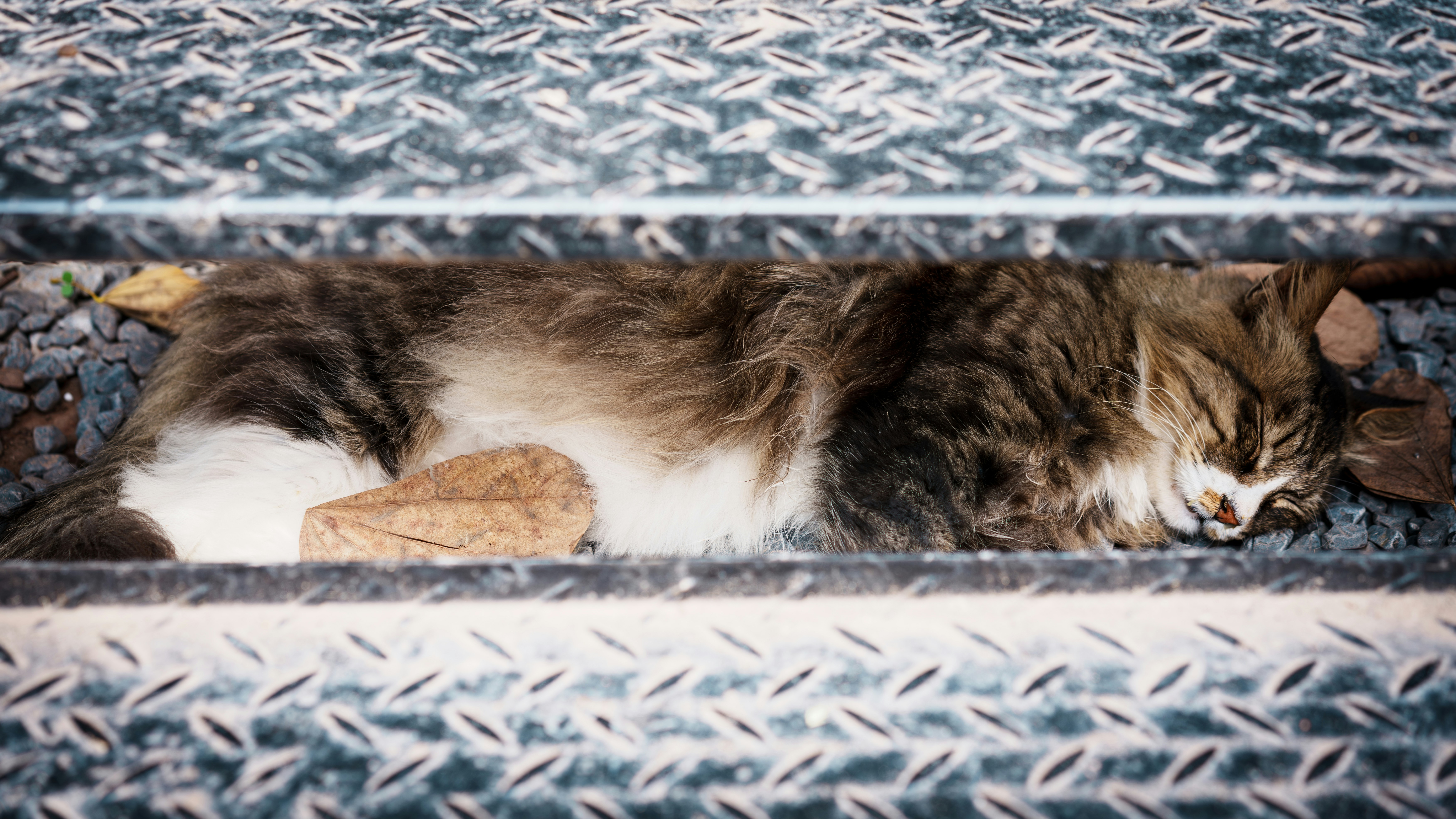 A fluffy cat sleeps on metal stairs